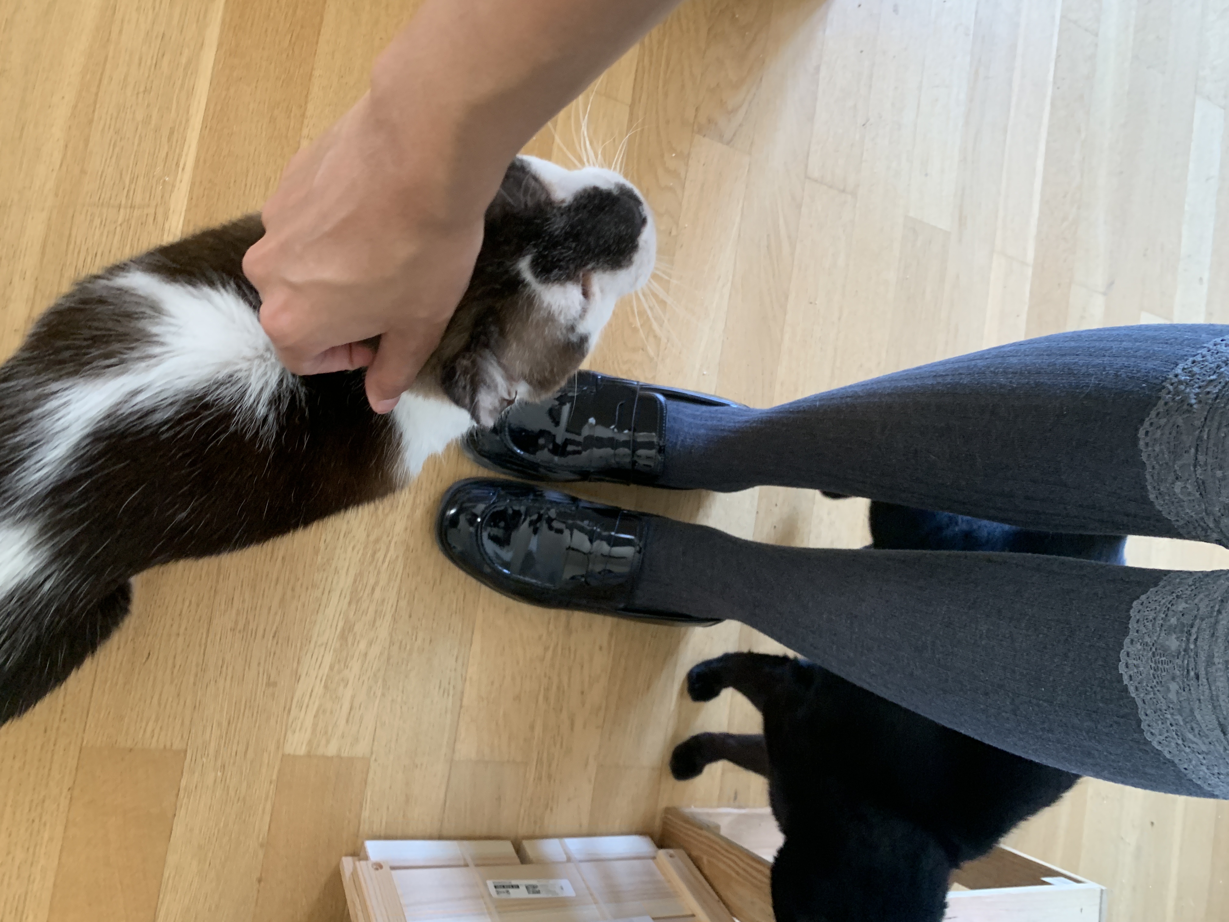image-7