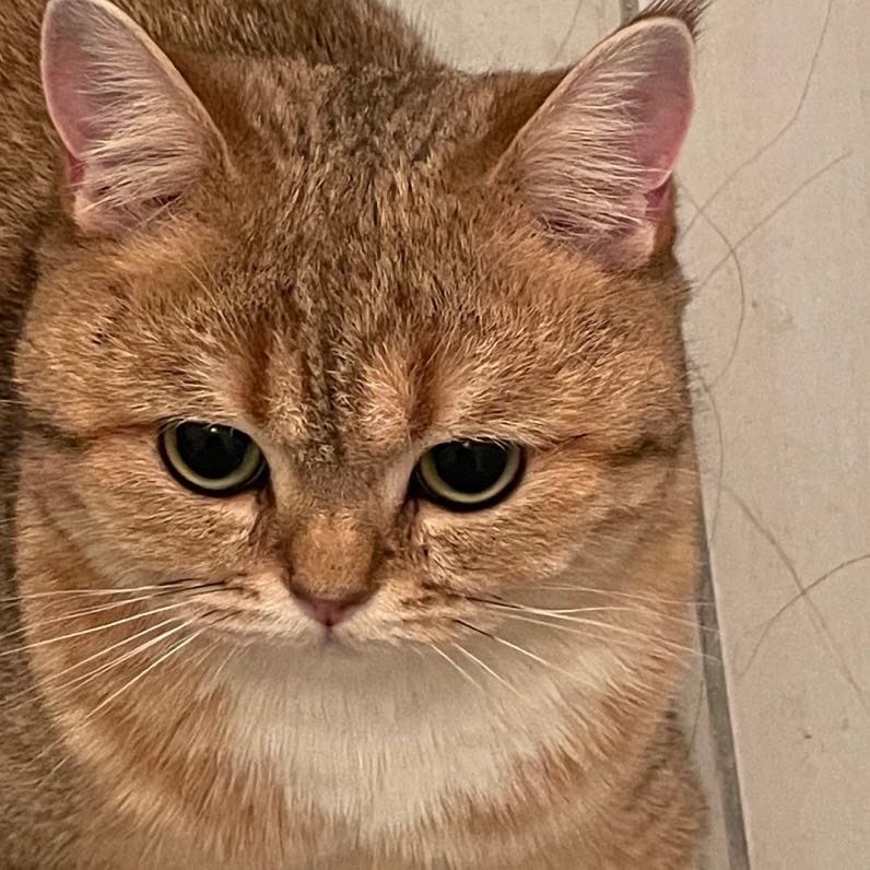 Gigi