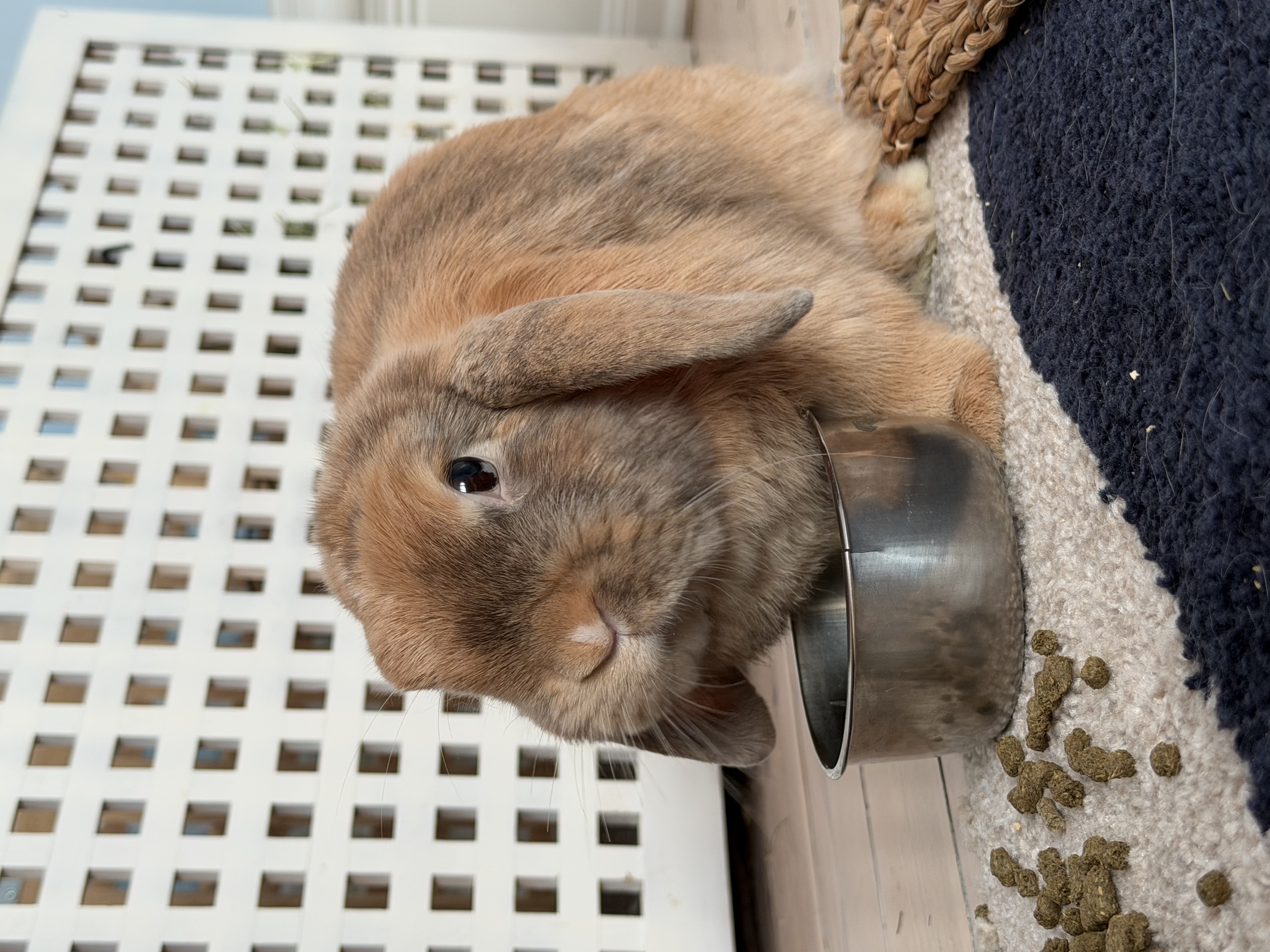image-15