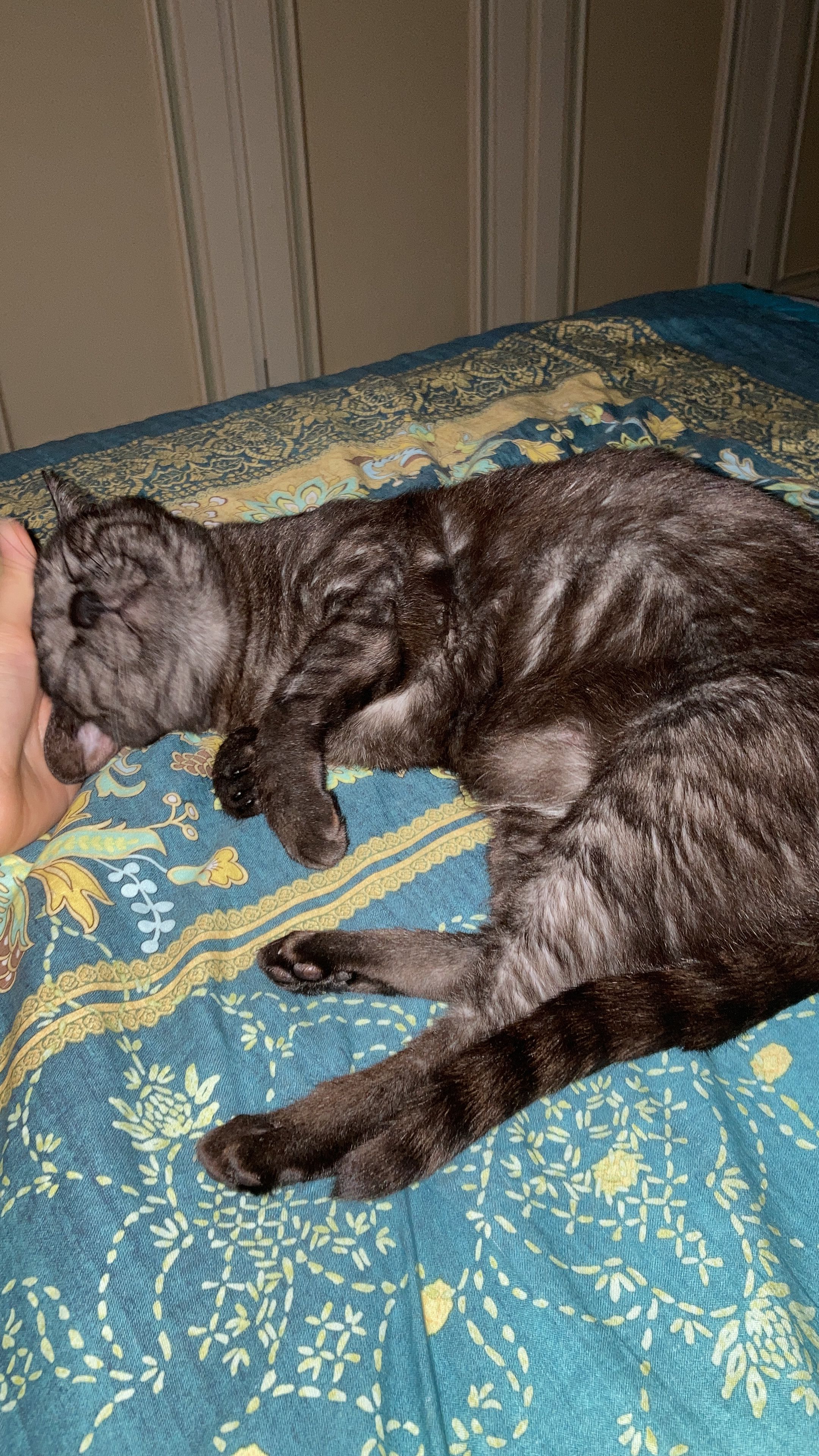 image-7