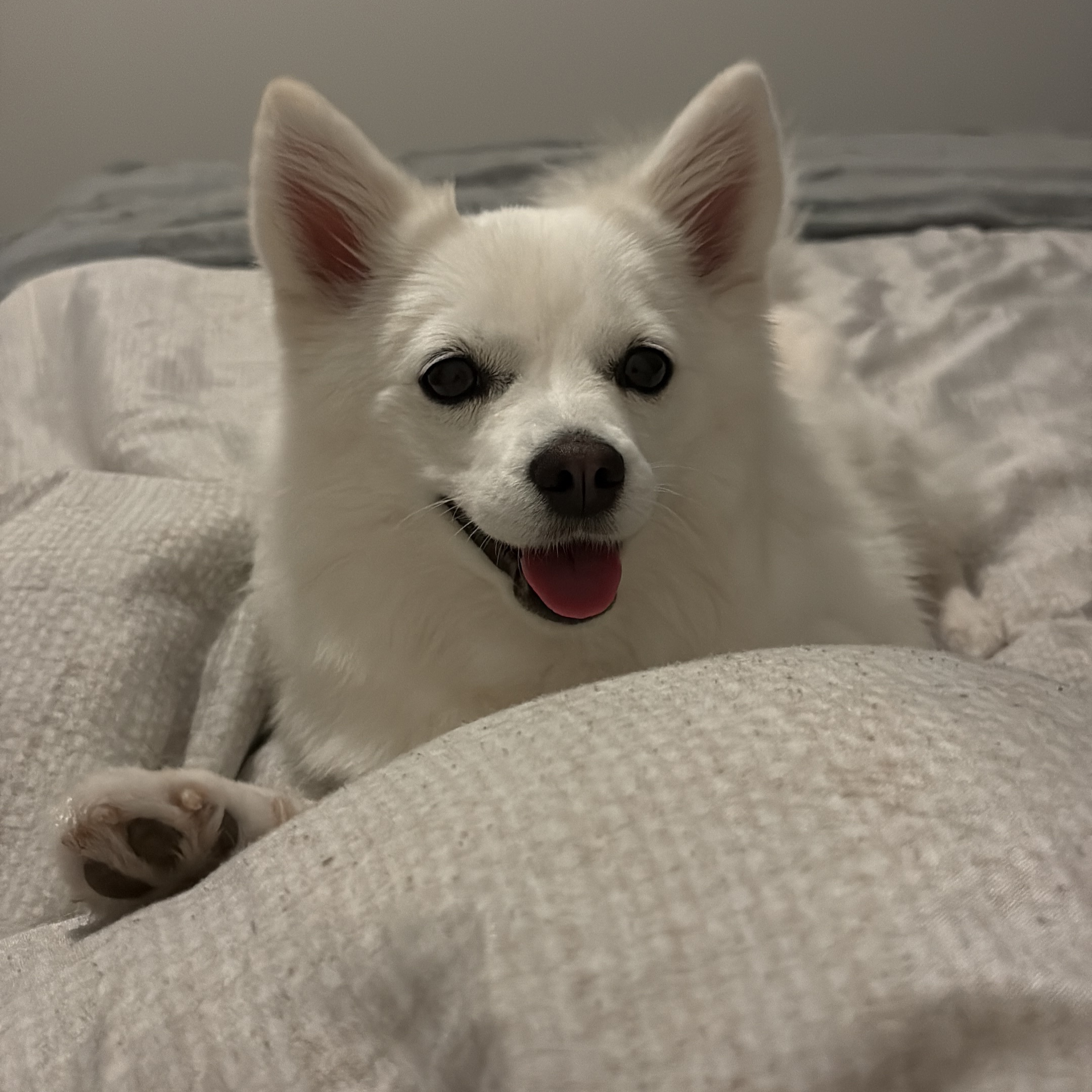 Freya