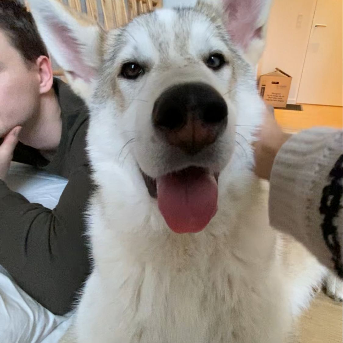 Kovo