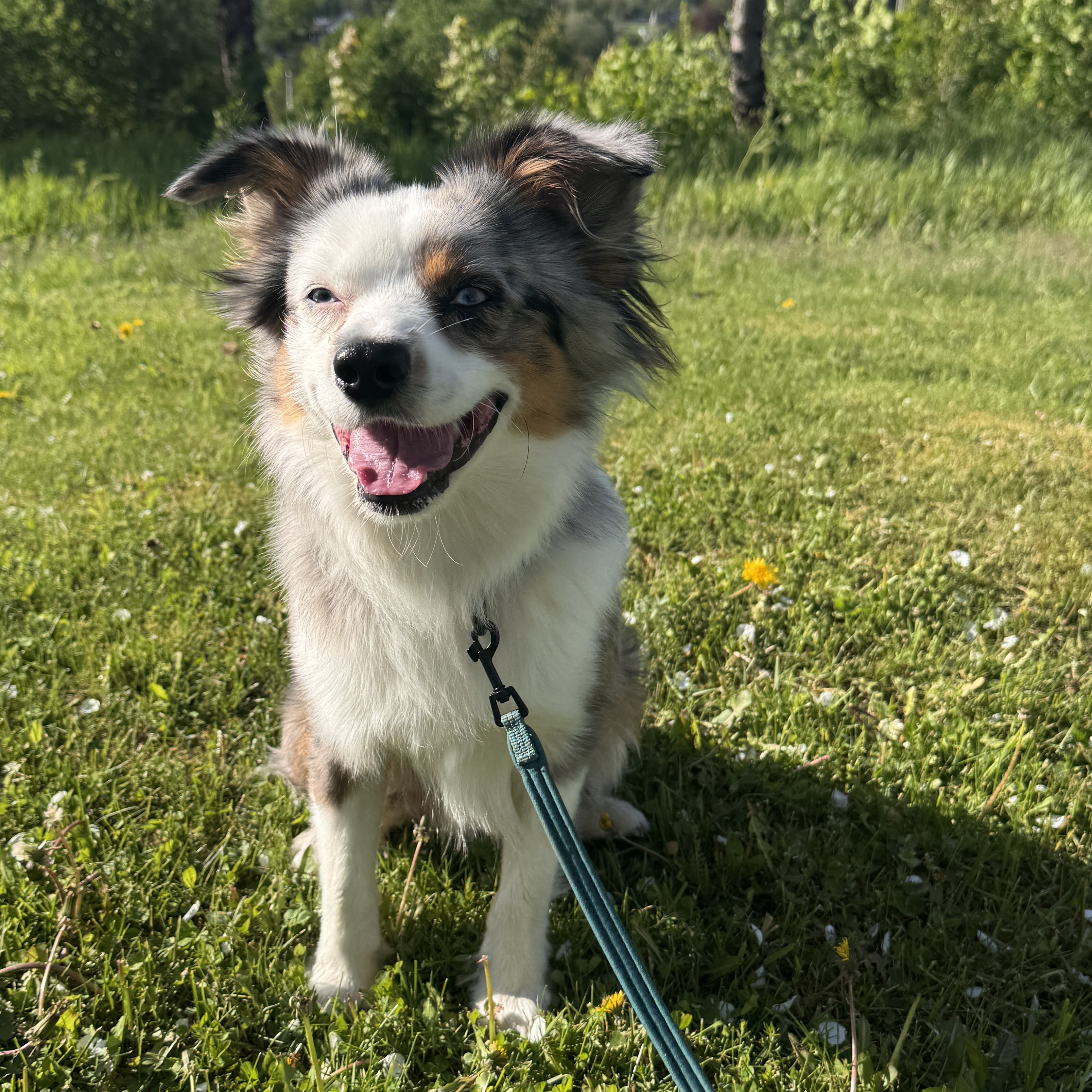 Floki