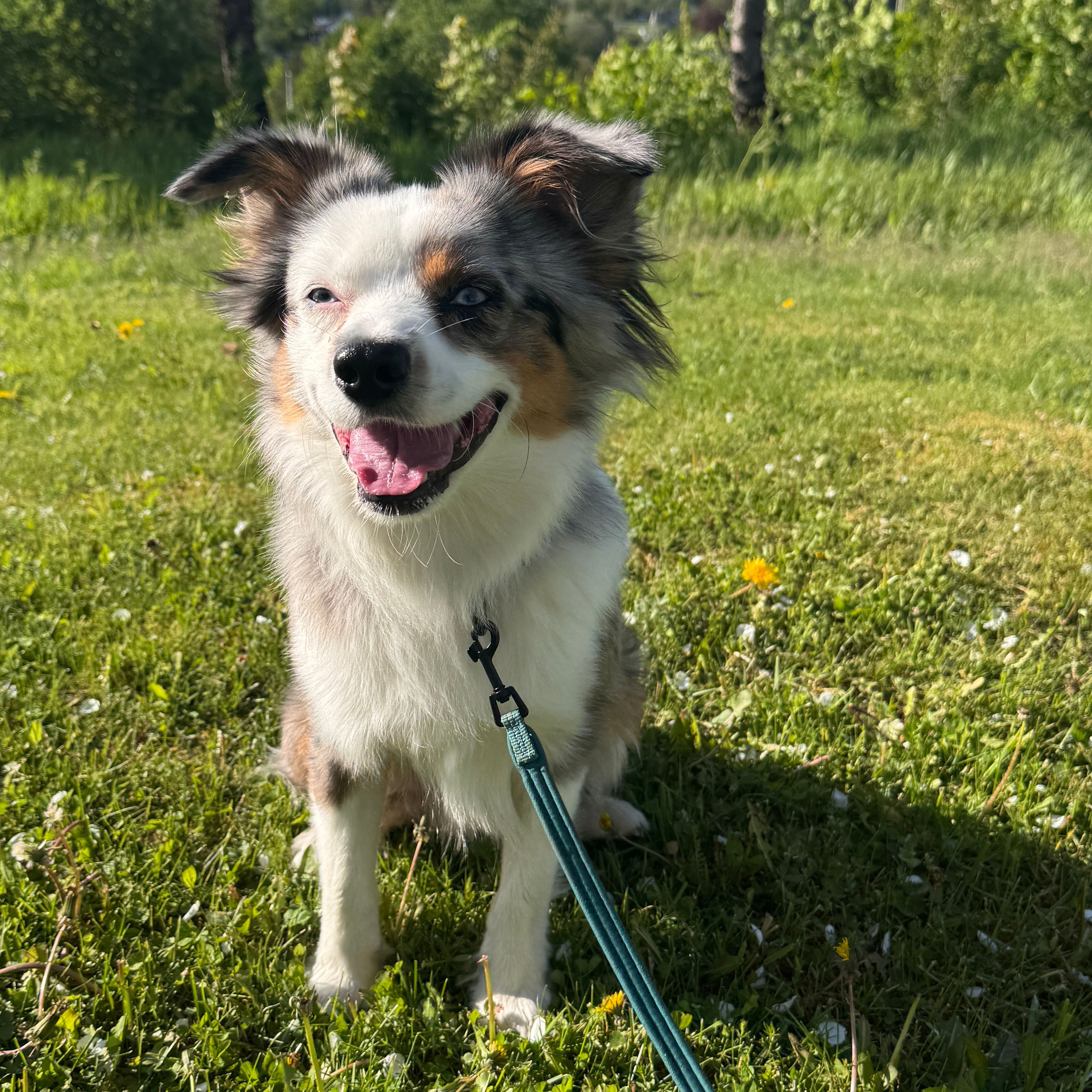 Floki