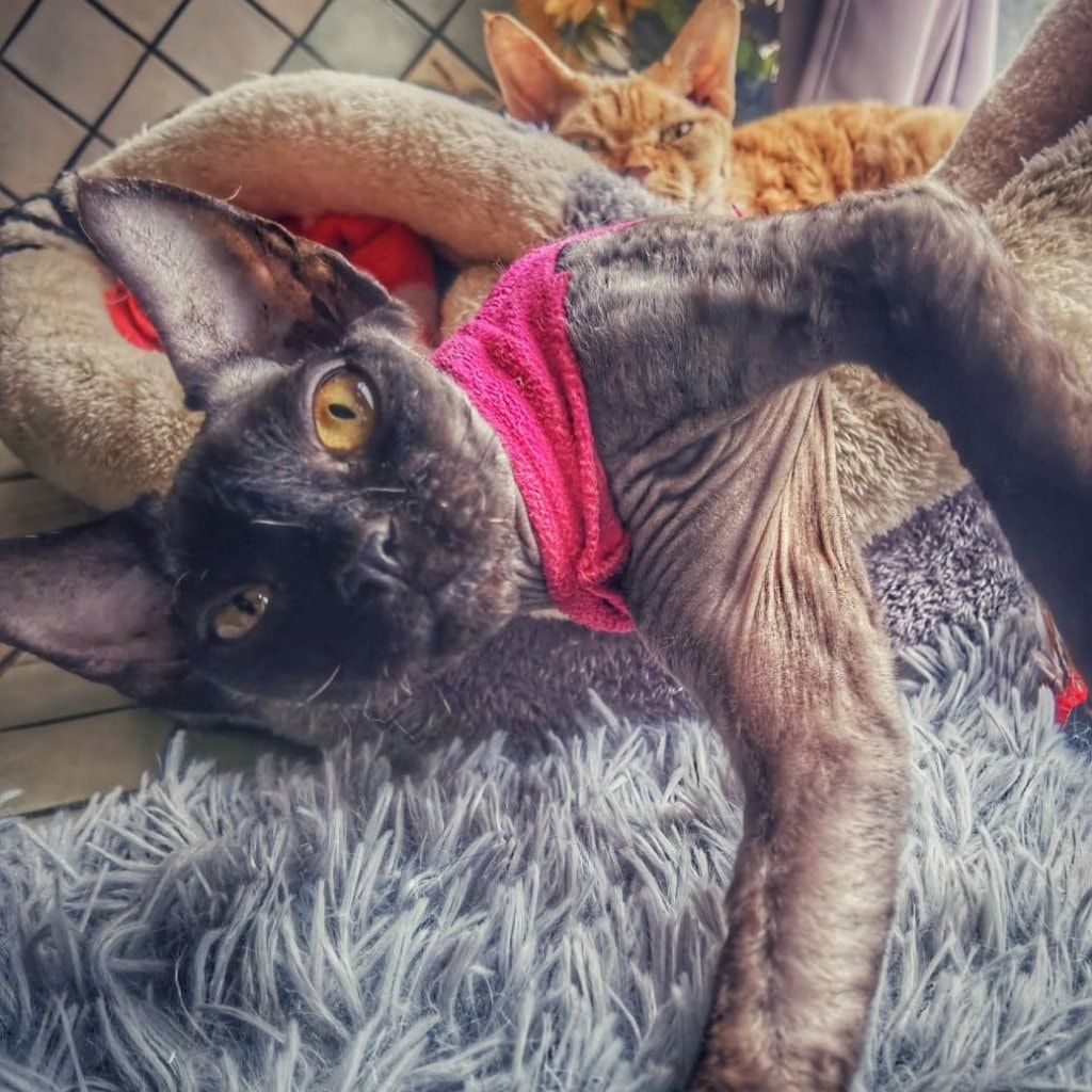 Zora