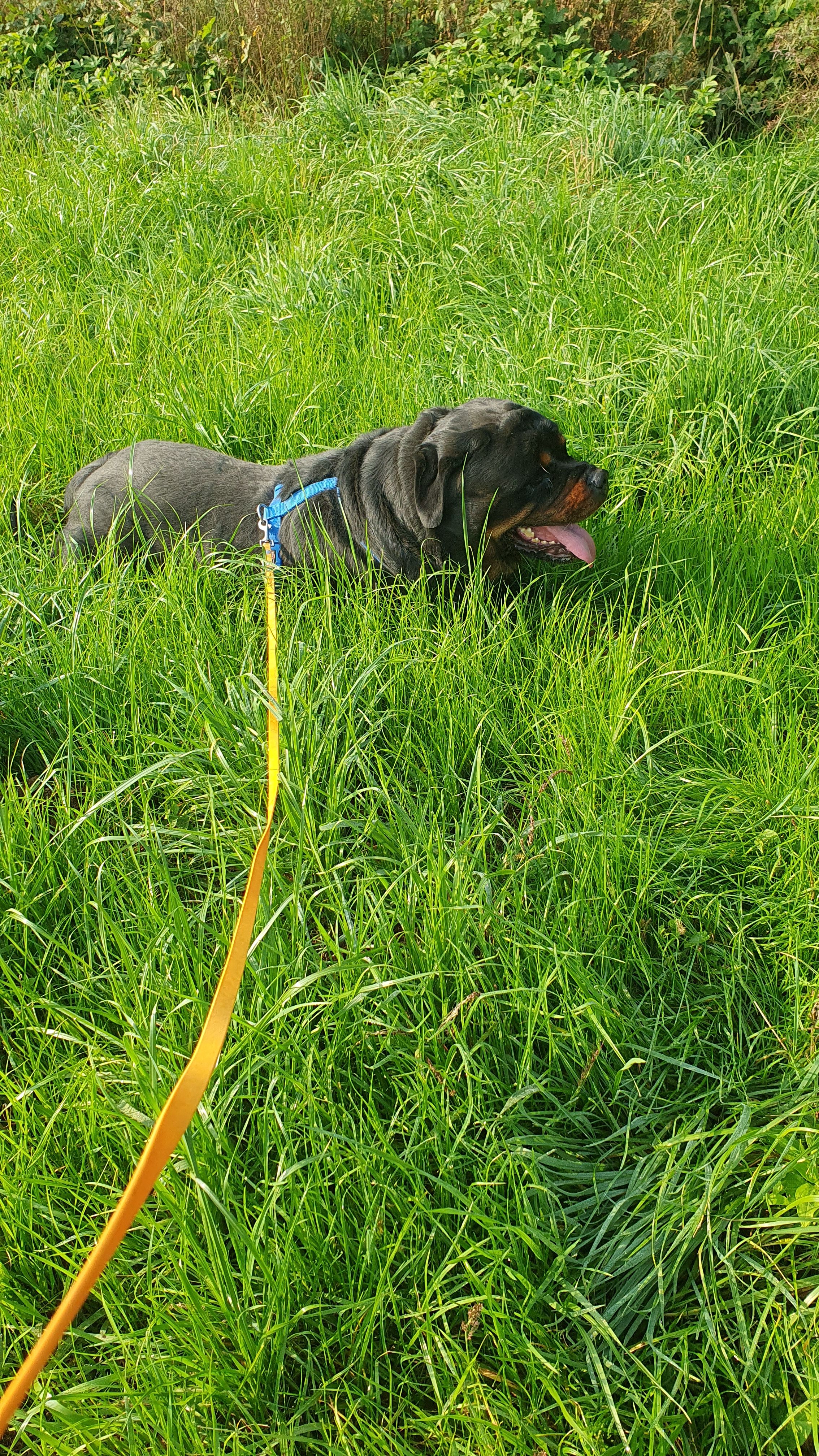 image-4