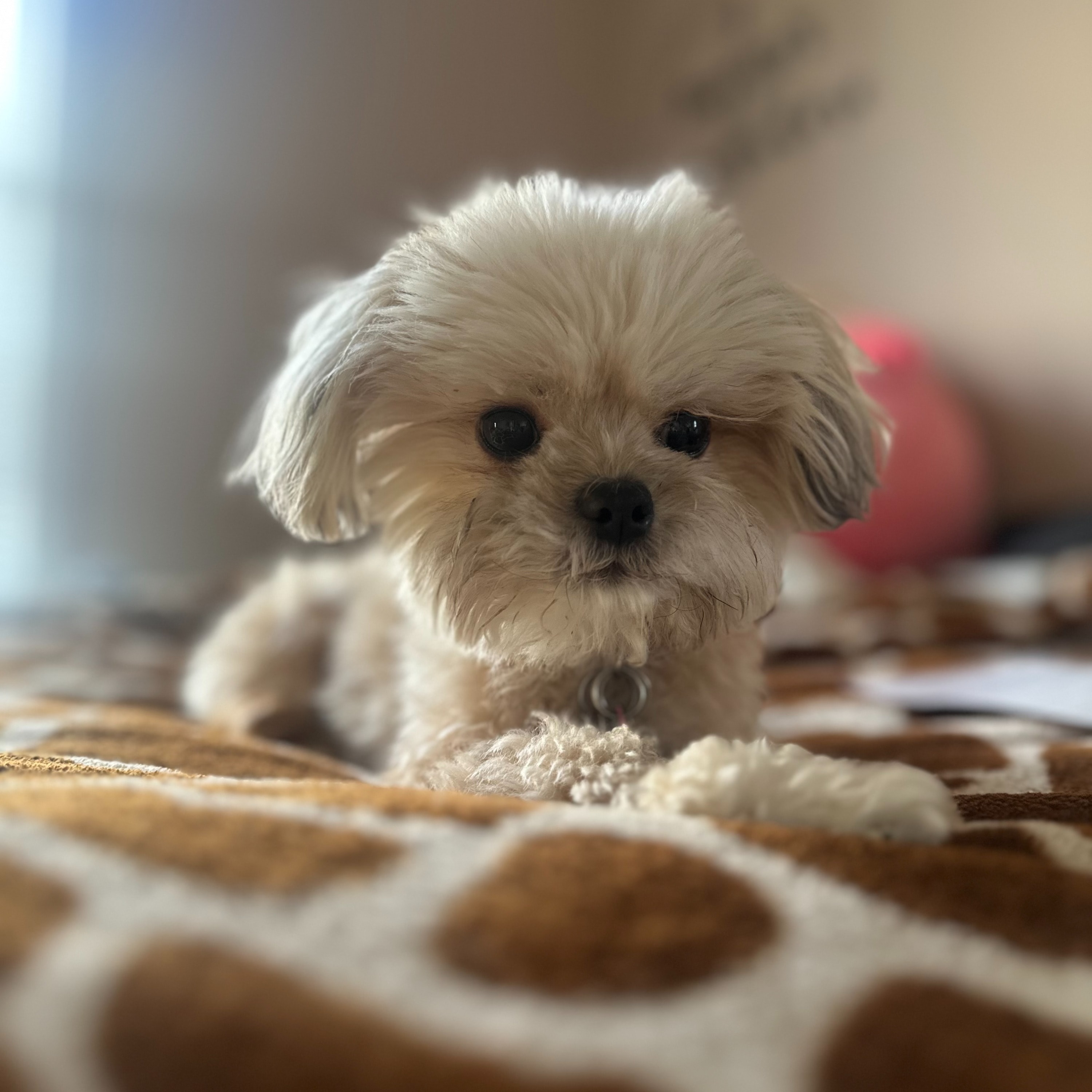 Bella