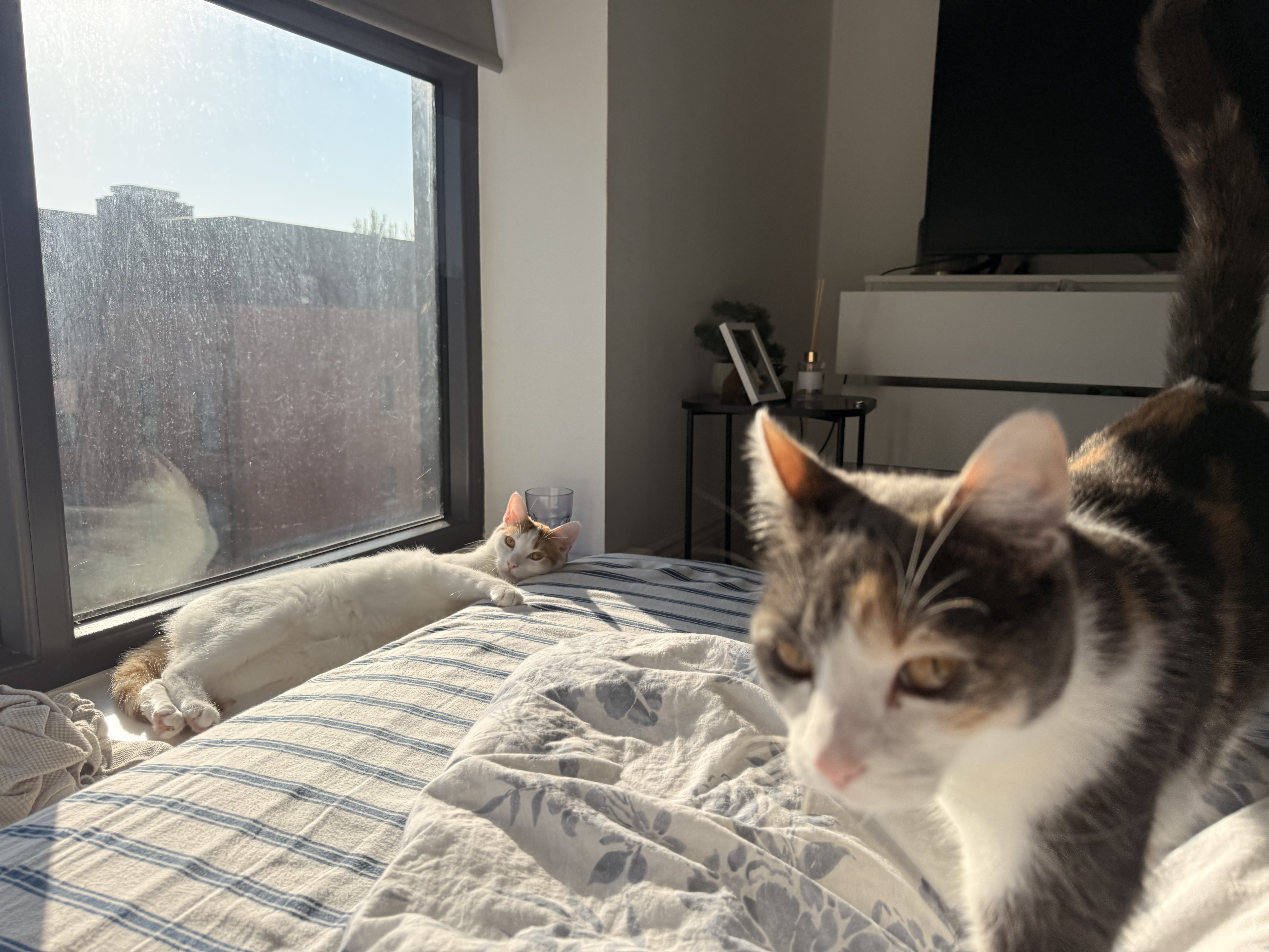 image-16