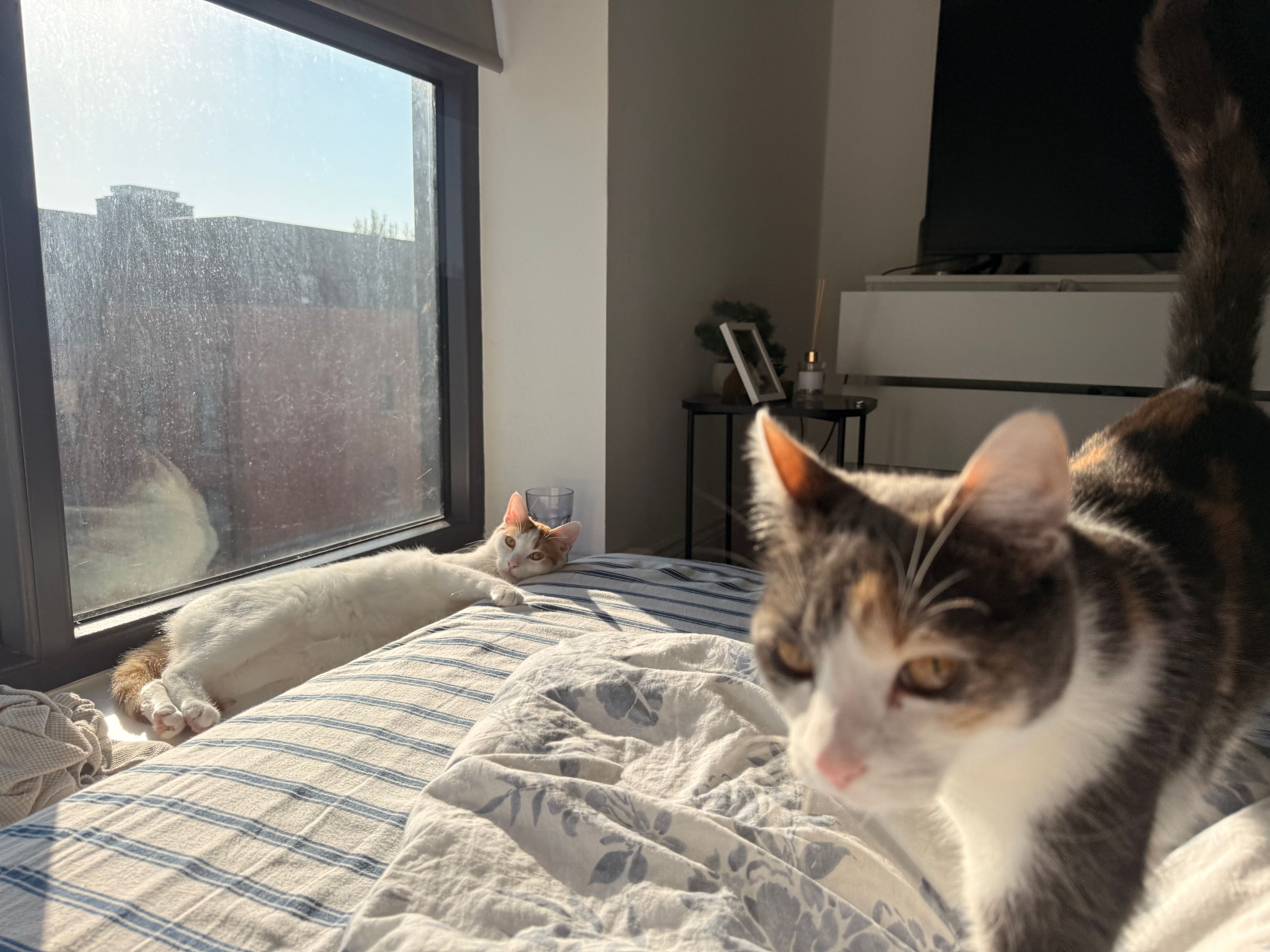 image-16