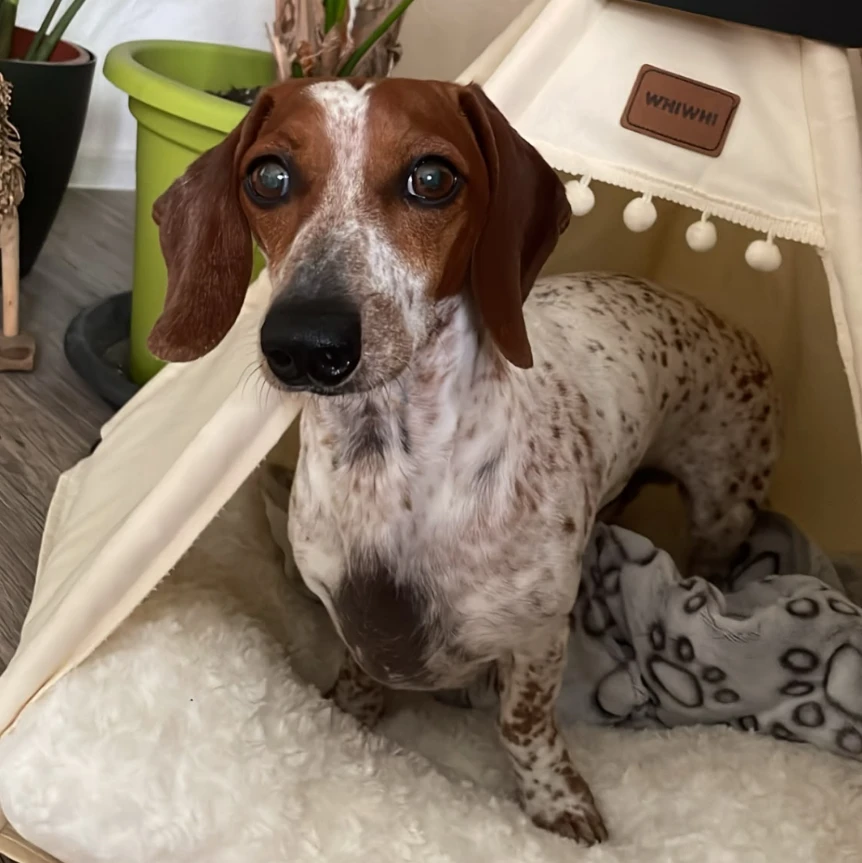 Rudi 