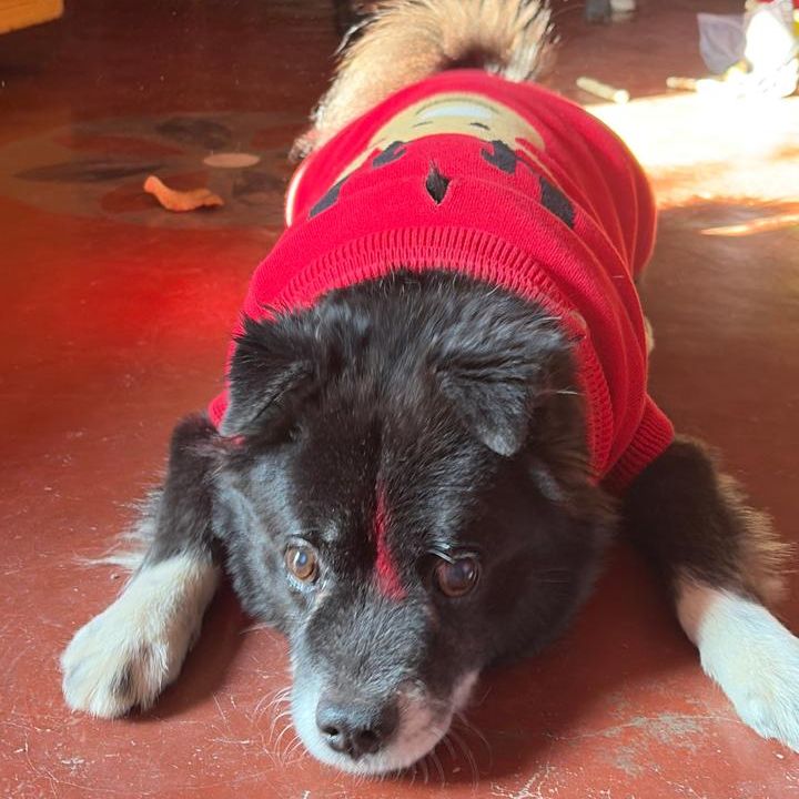 Rocky