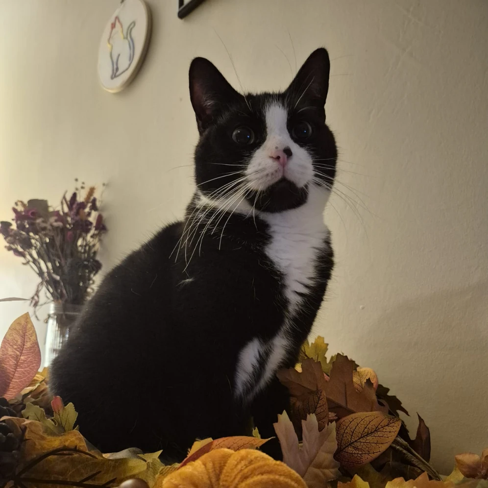 Milo
