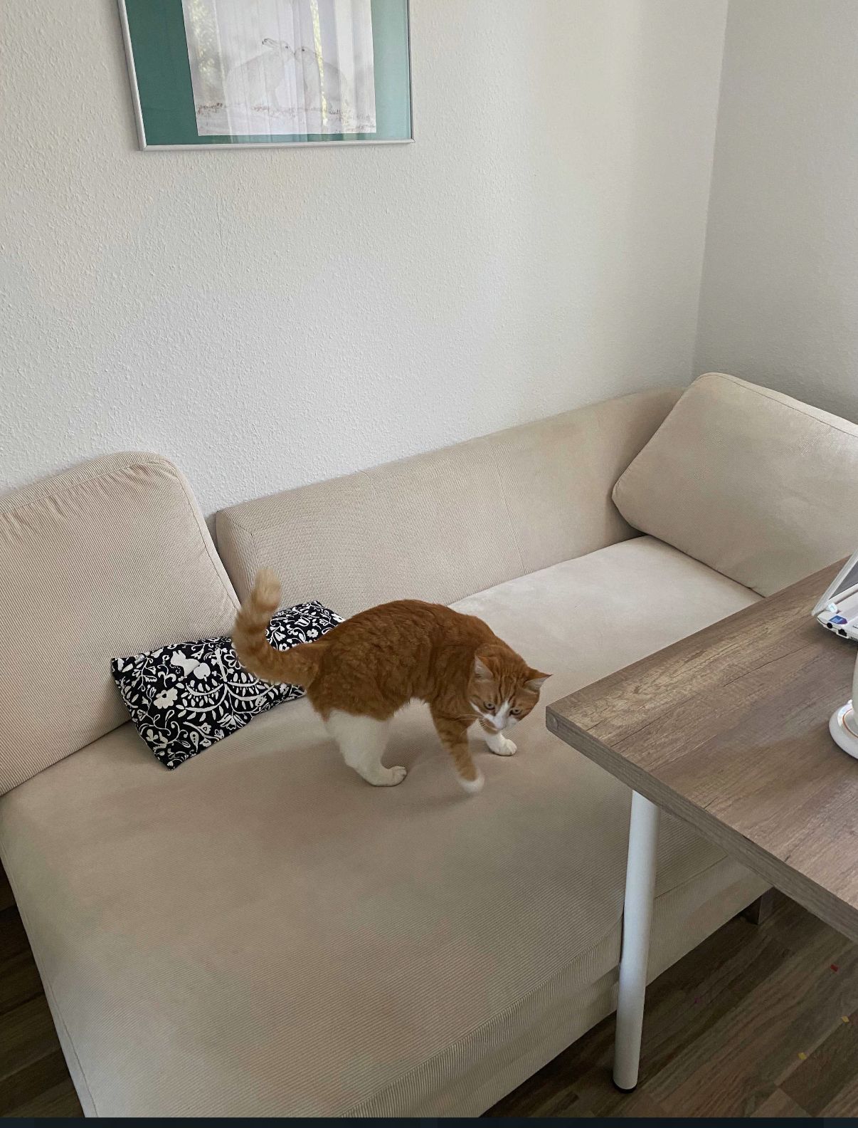 image-19
