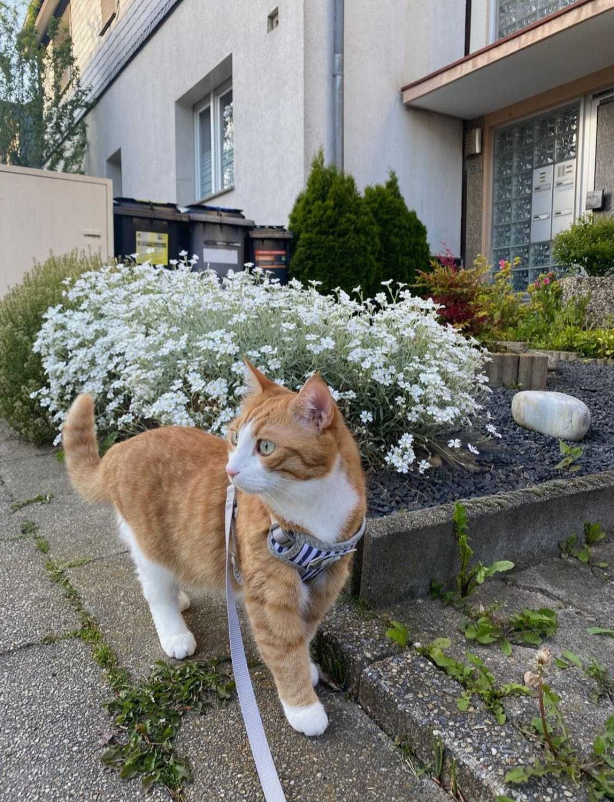 image-8