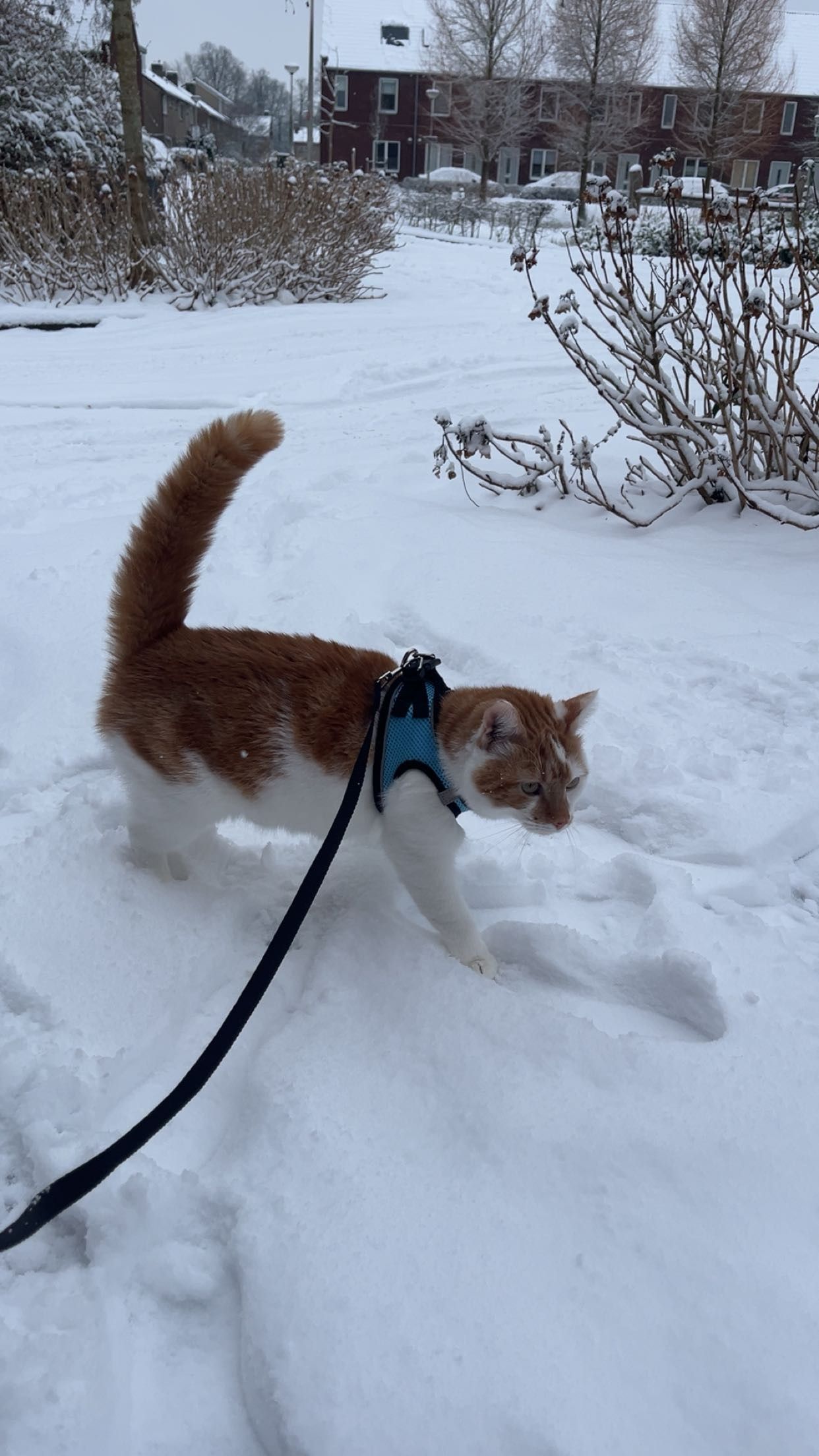 image-8