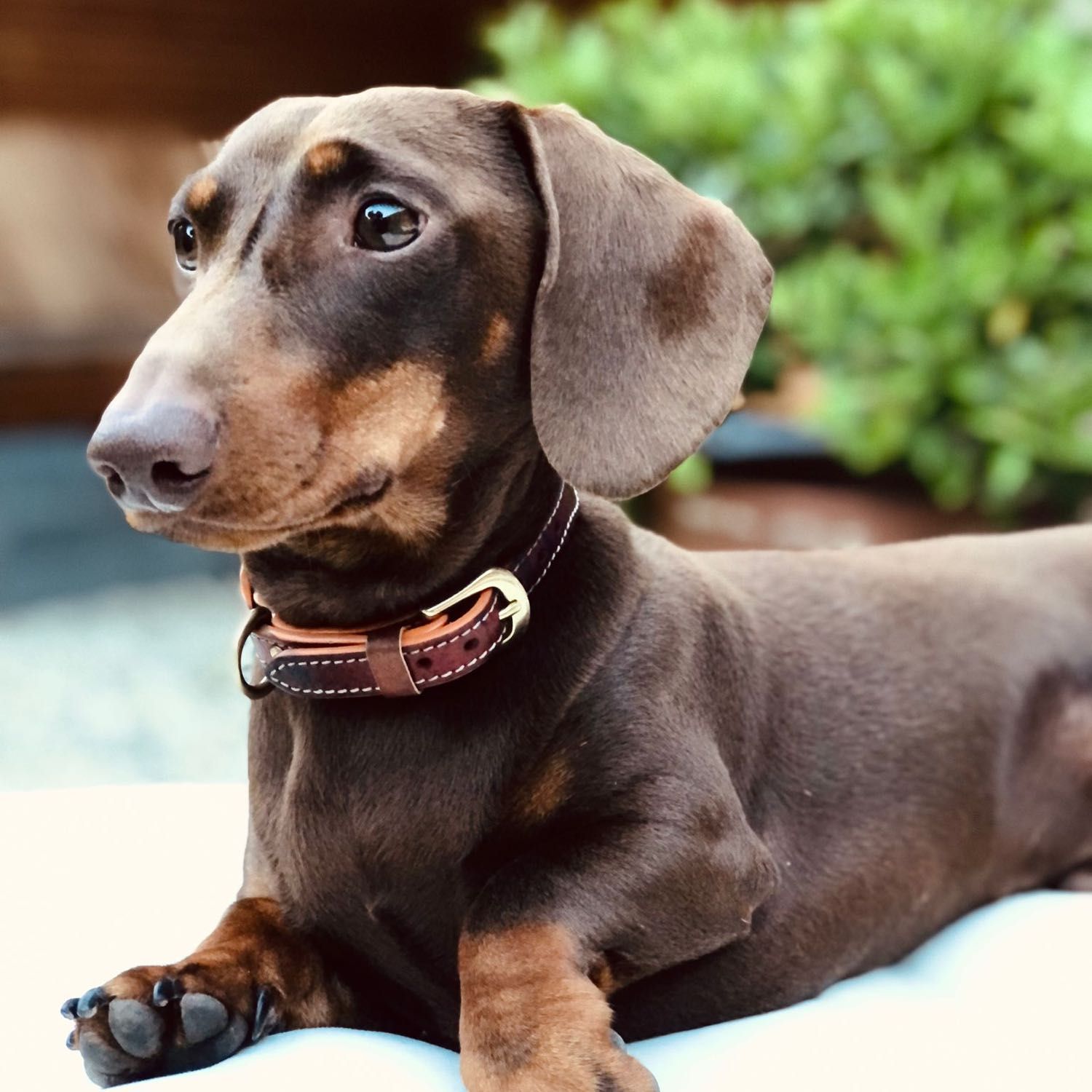 Harvey