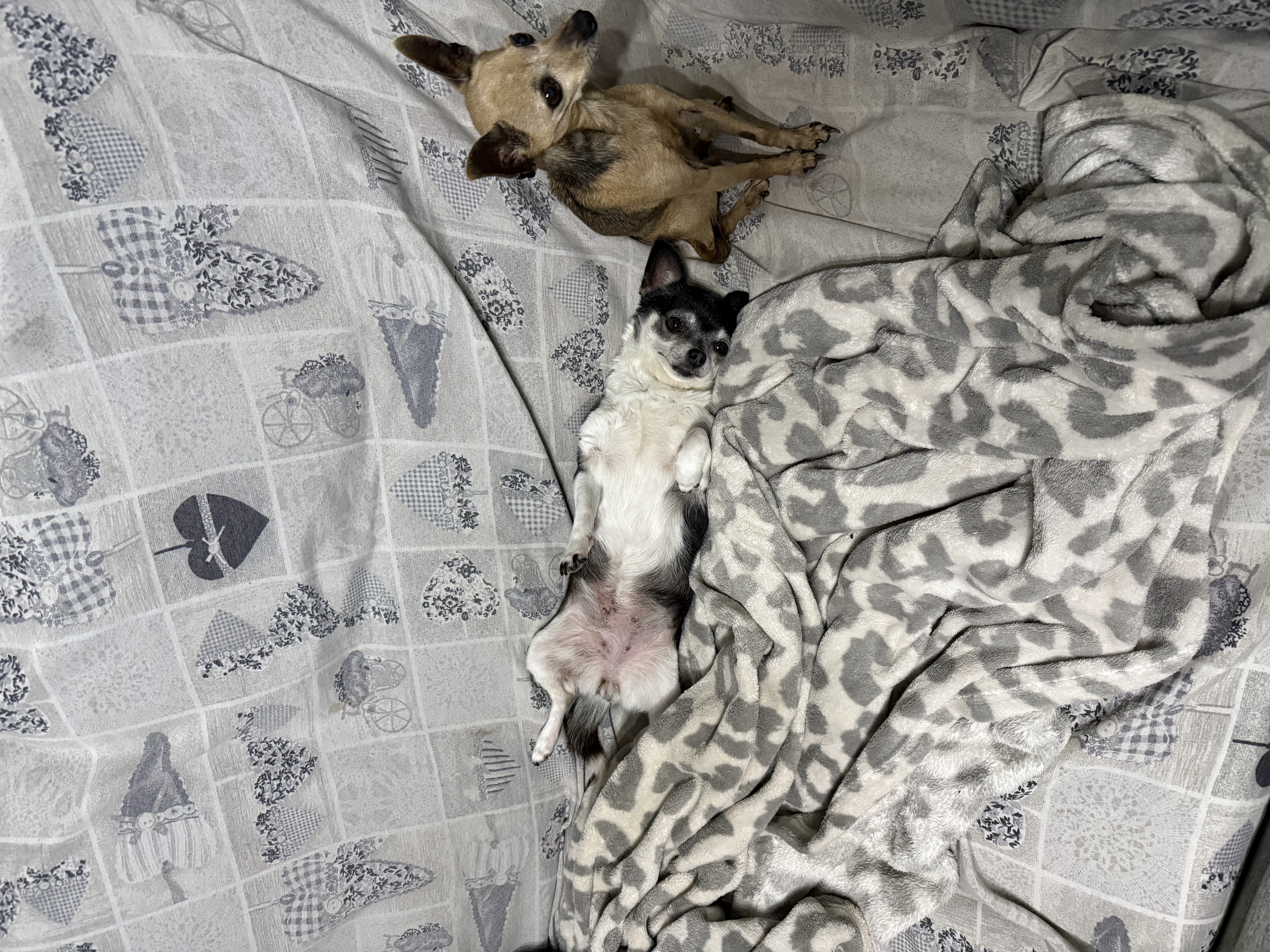 image-7
