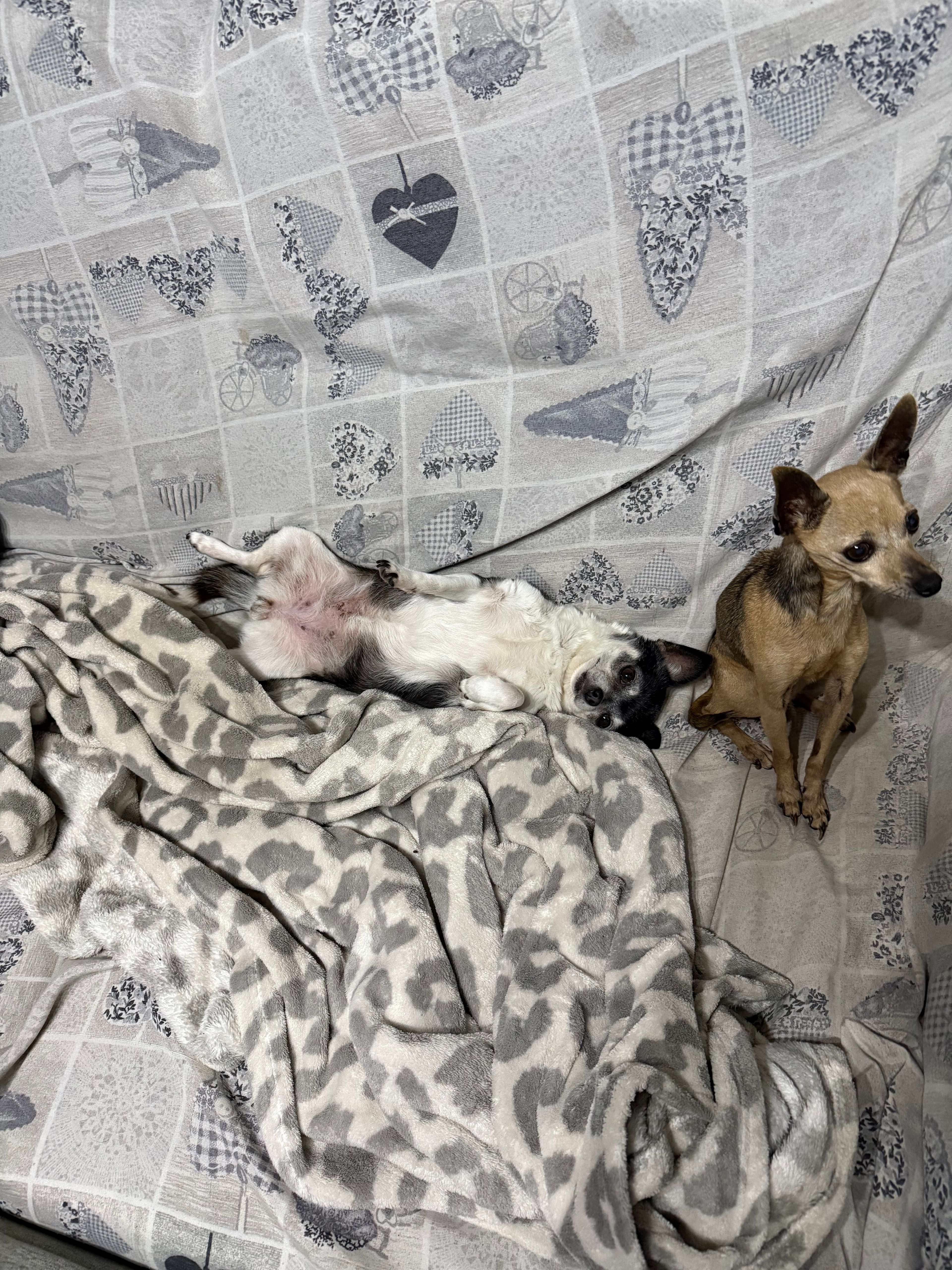 image-7