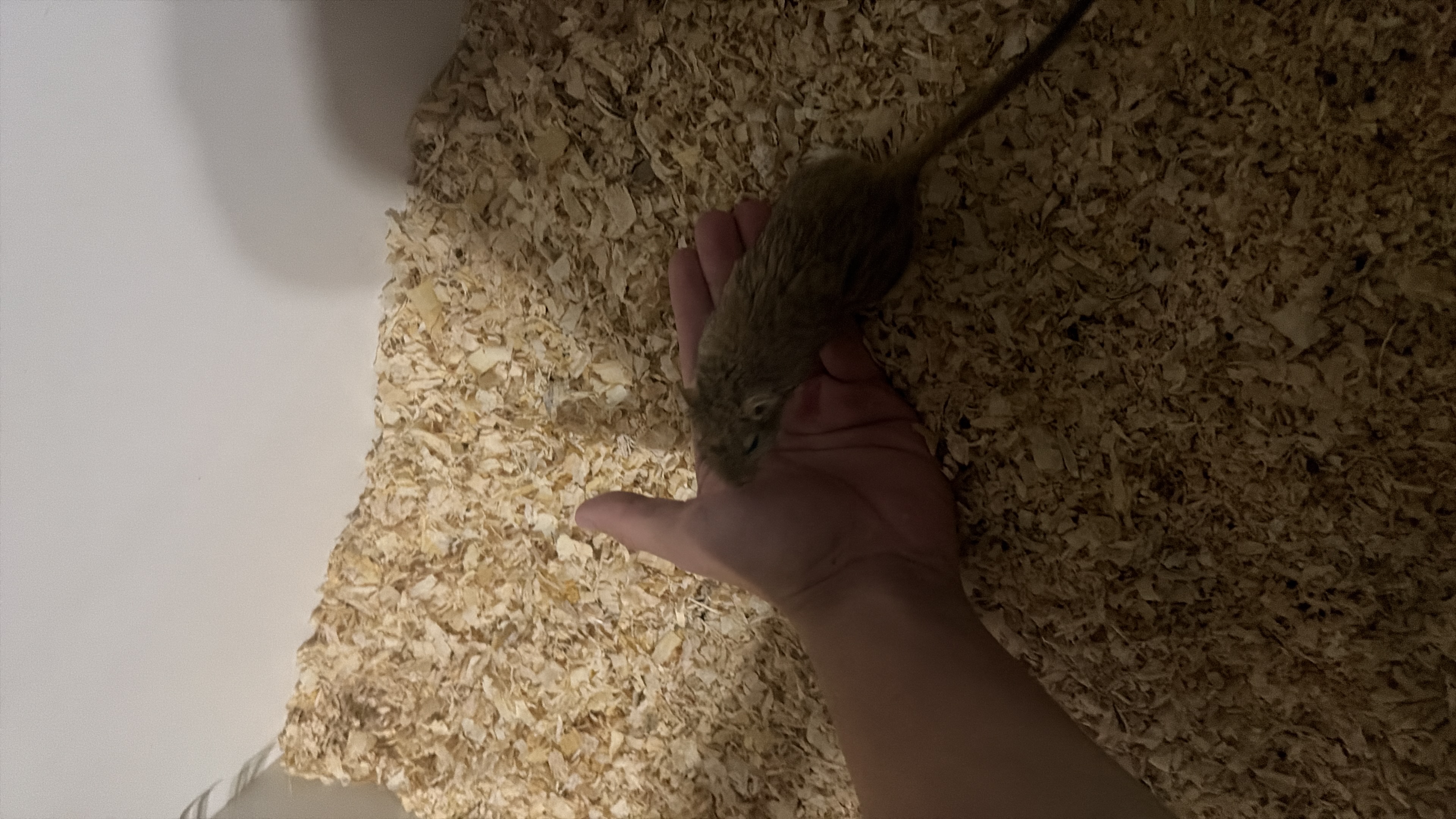 image-7