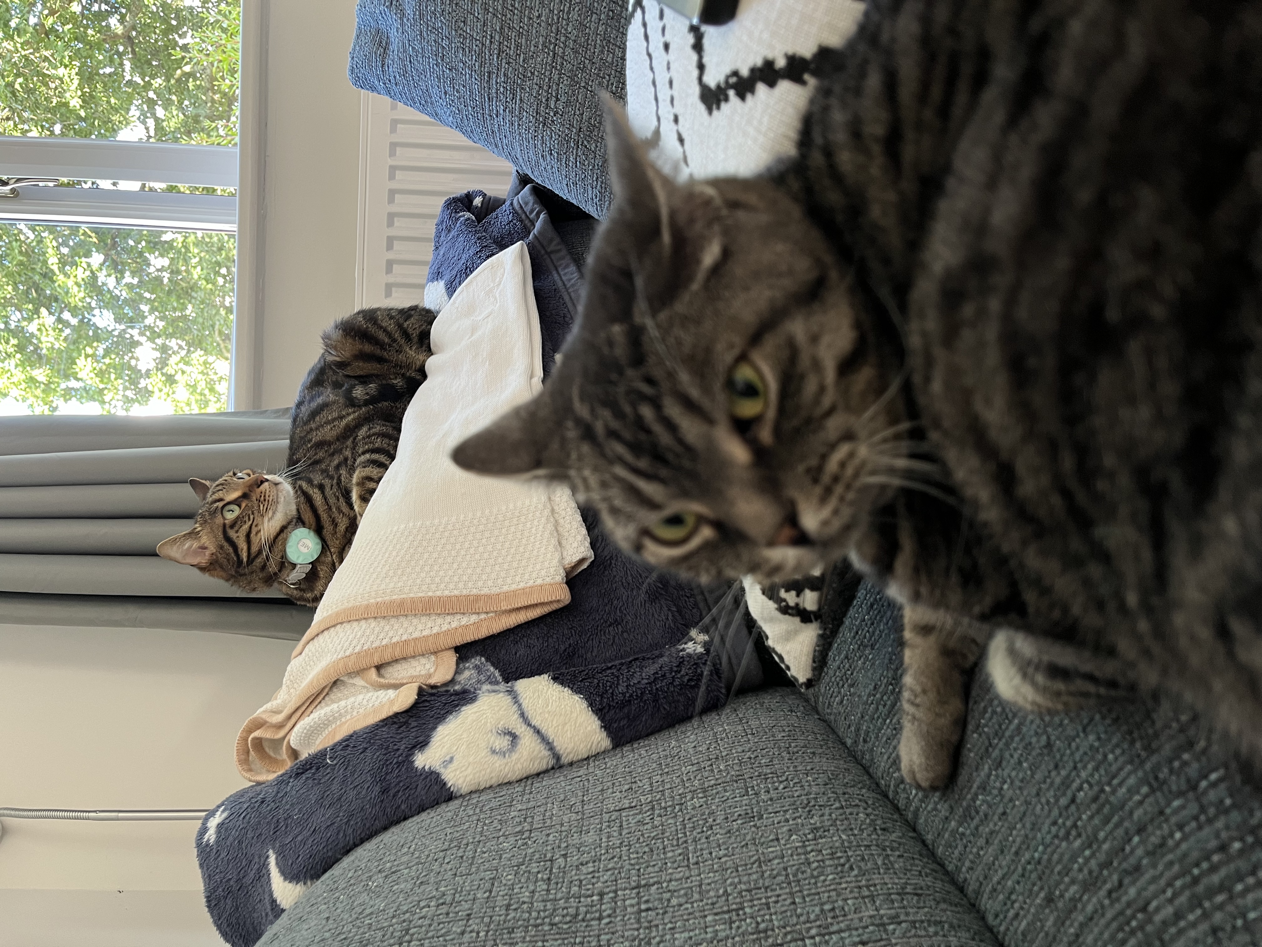 image-12