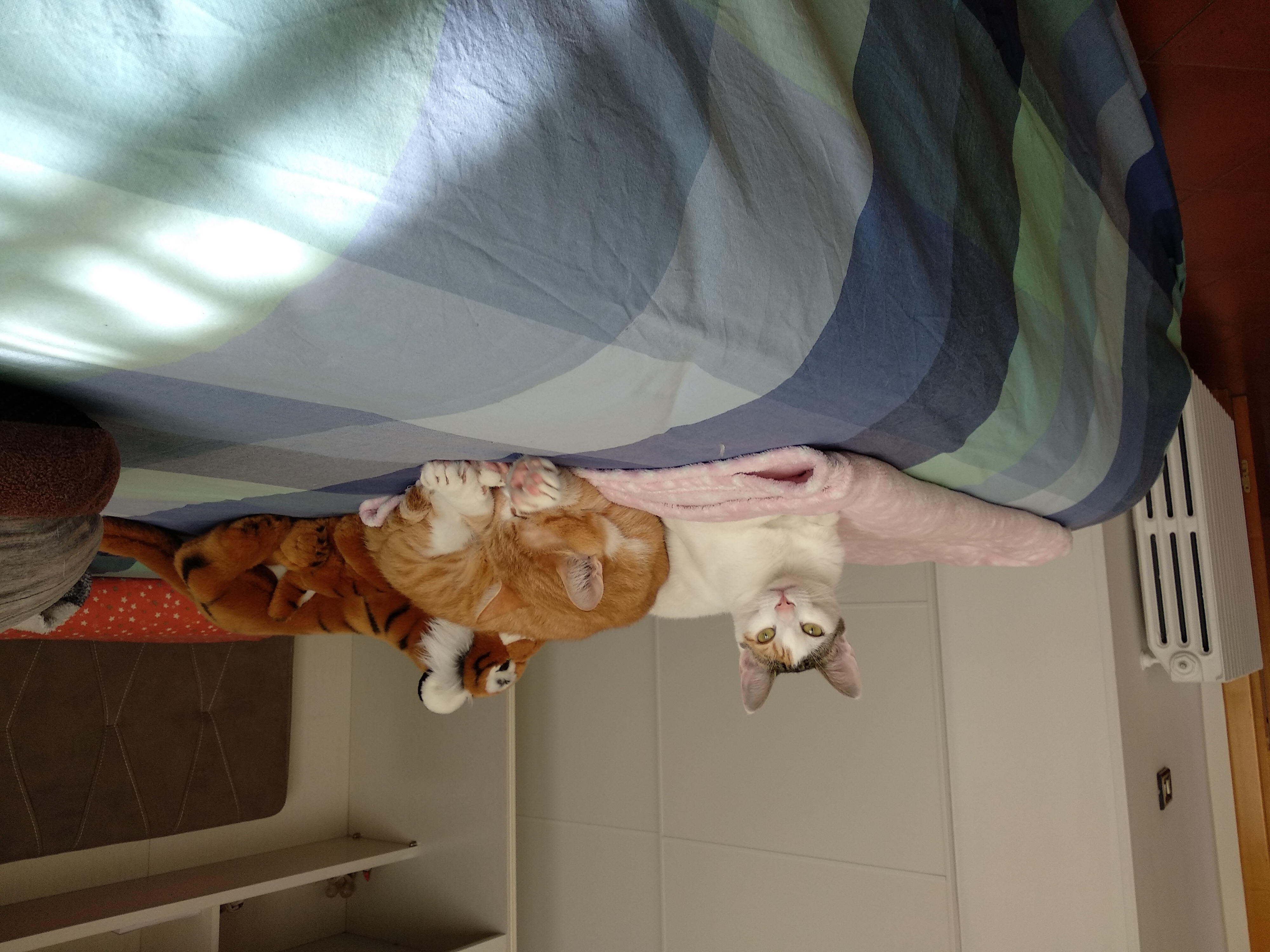 image-10