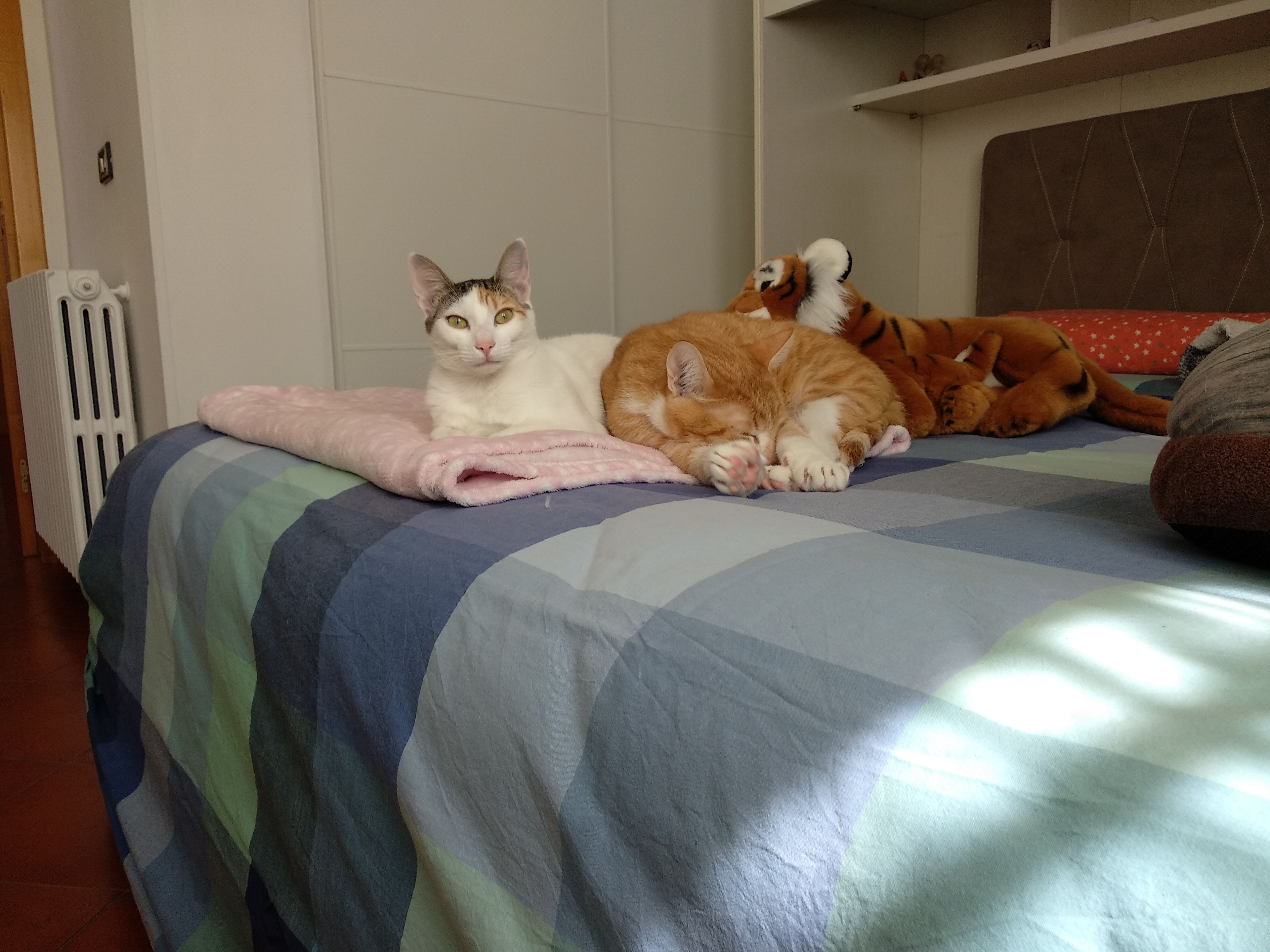 image-10