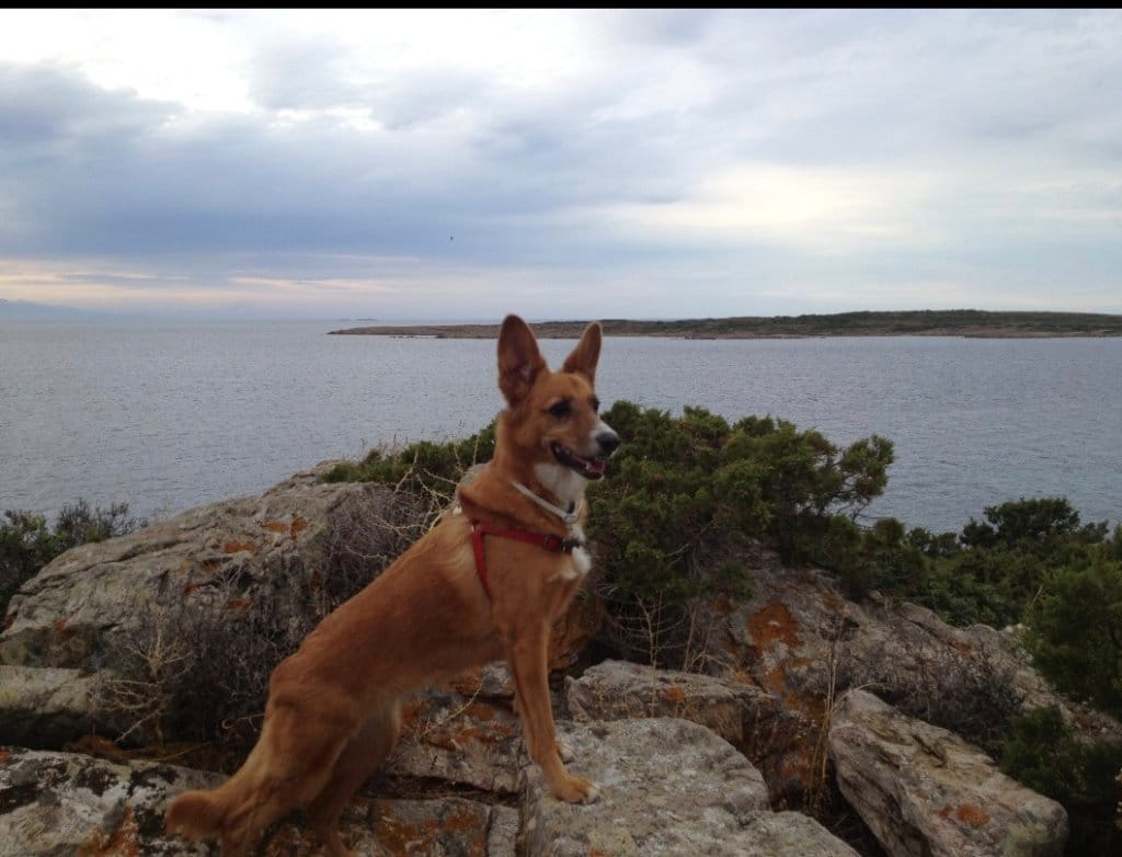 image-8