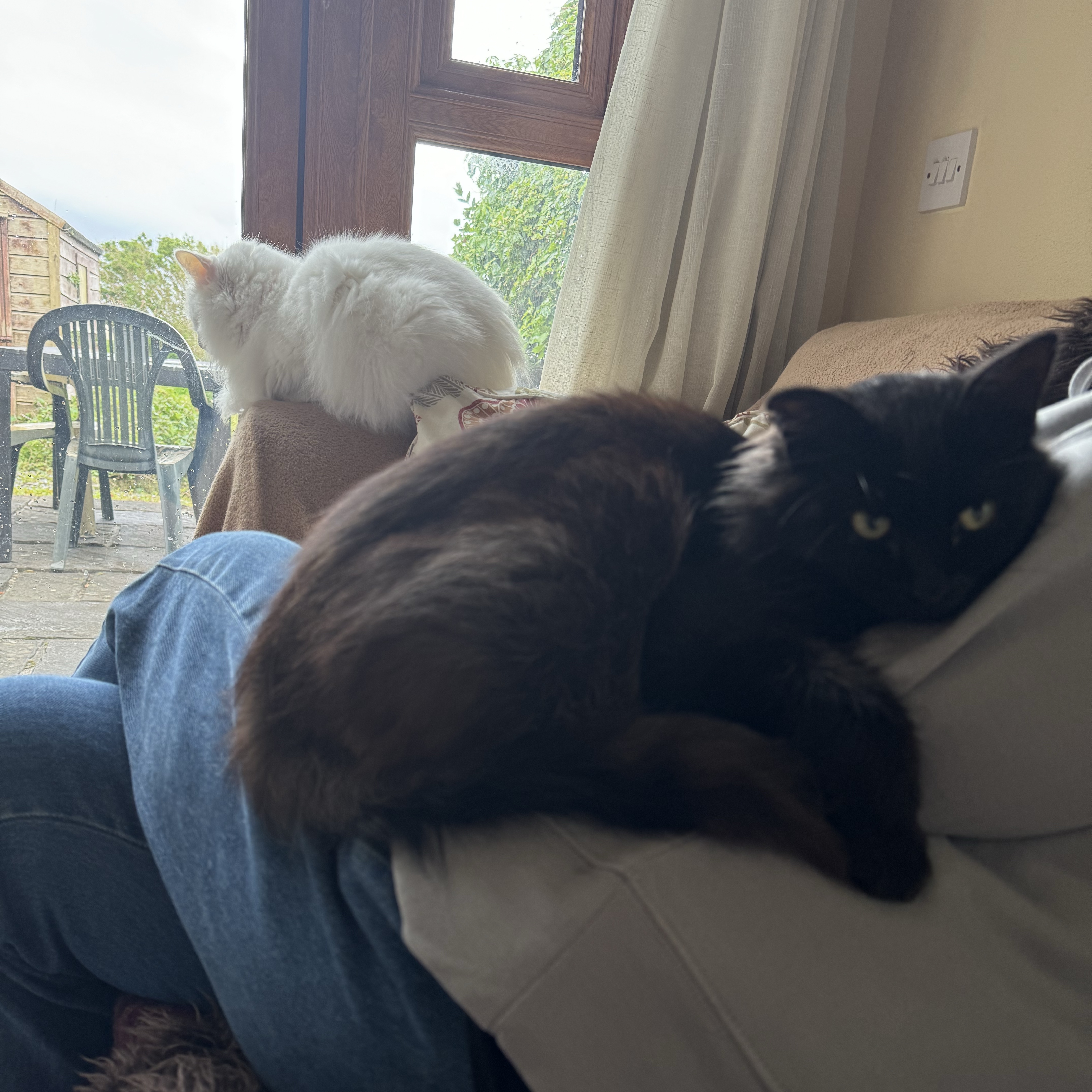 Felix 