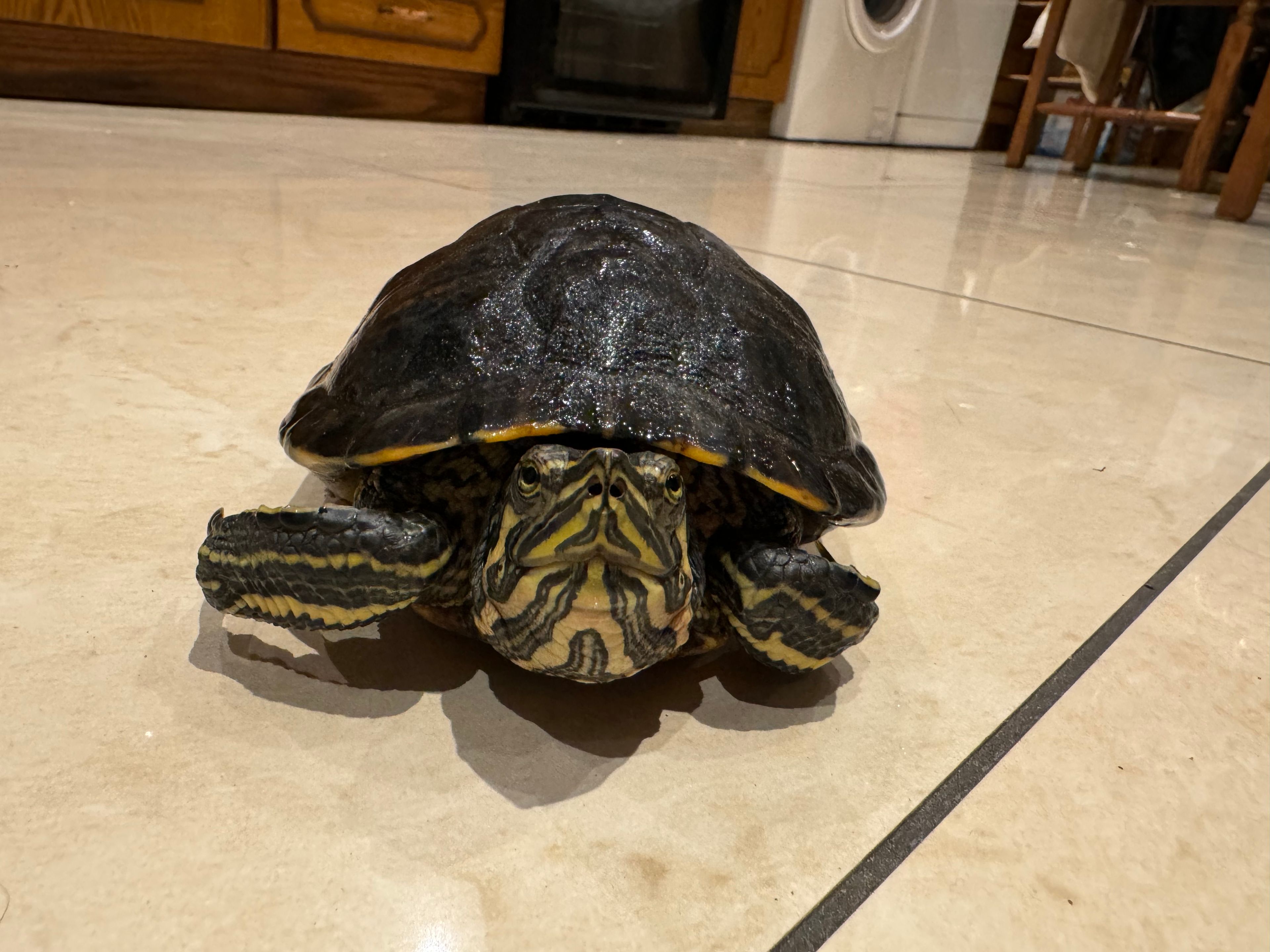 image-7