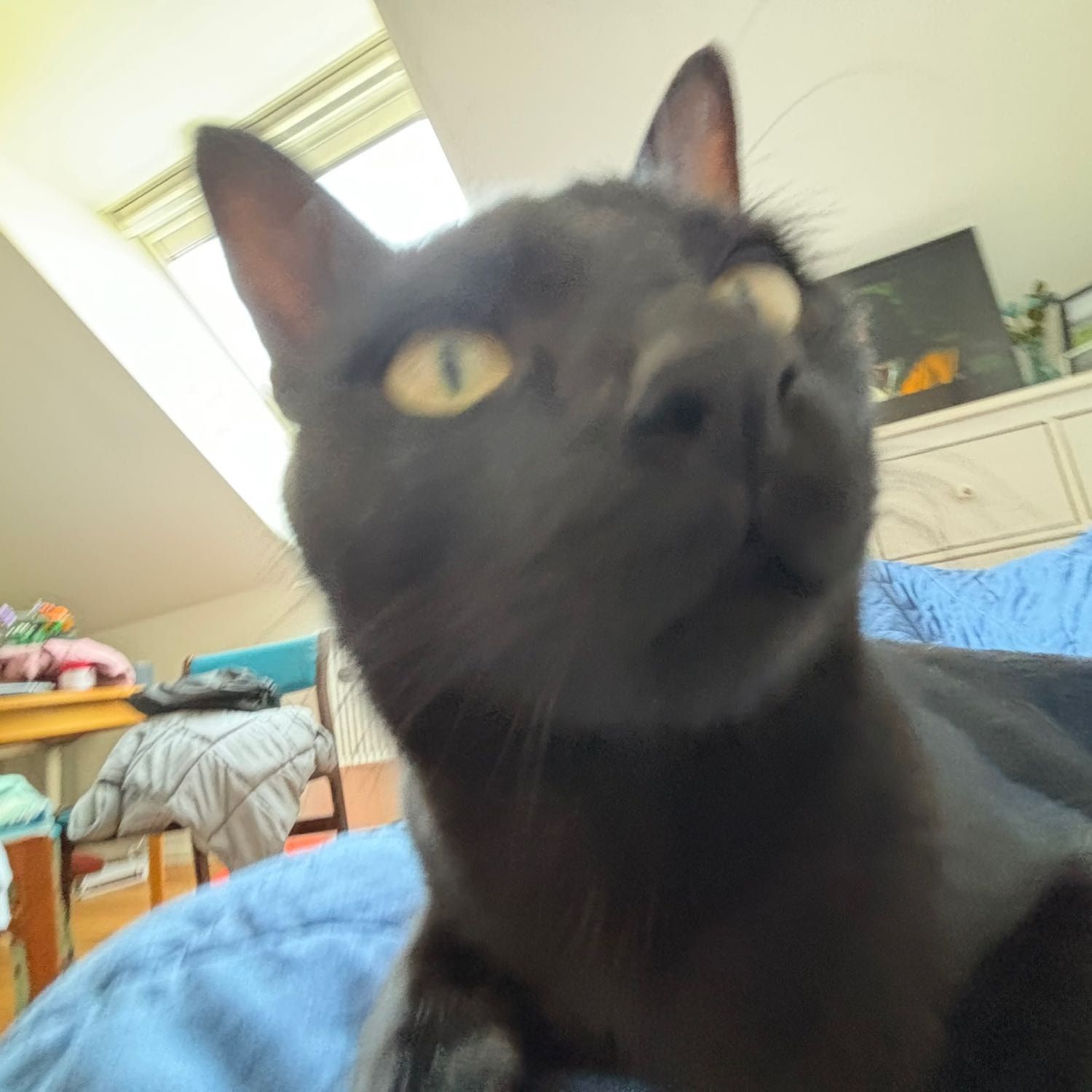 Missy