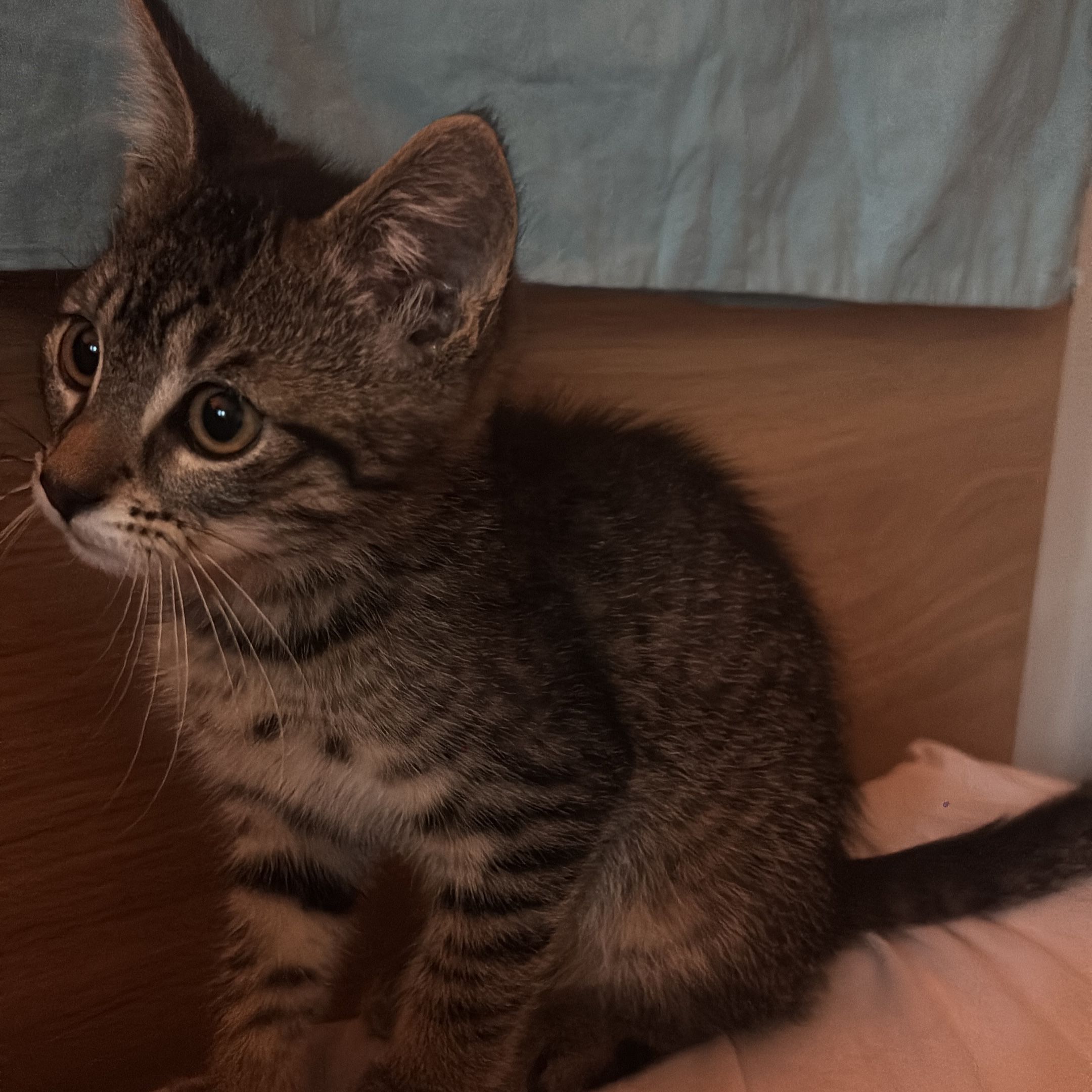 Ziggy