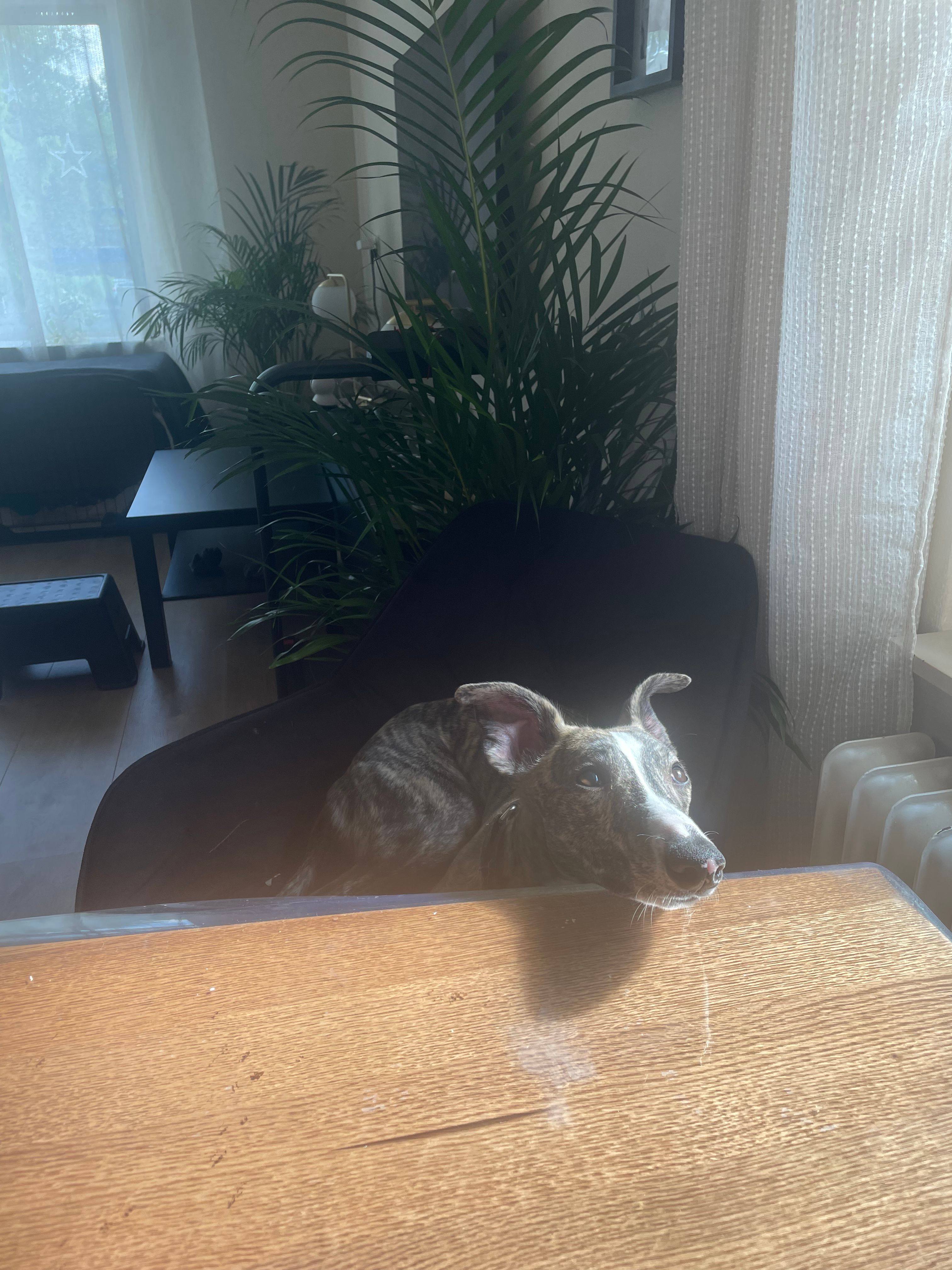 image-17