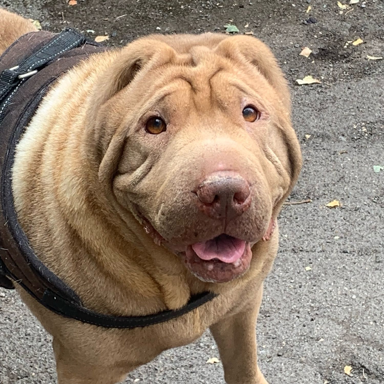 Coco