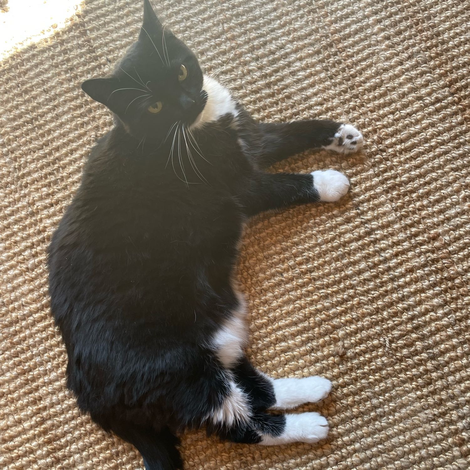 Cosmo