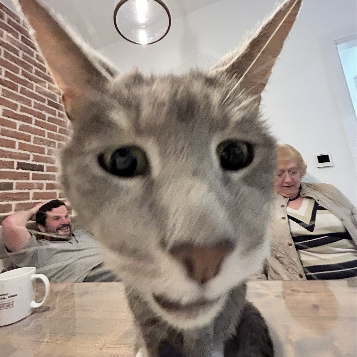 Kitty