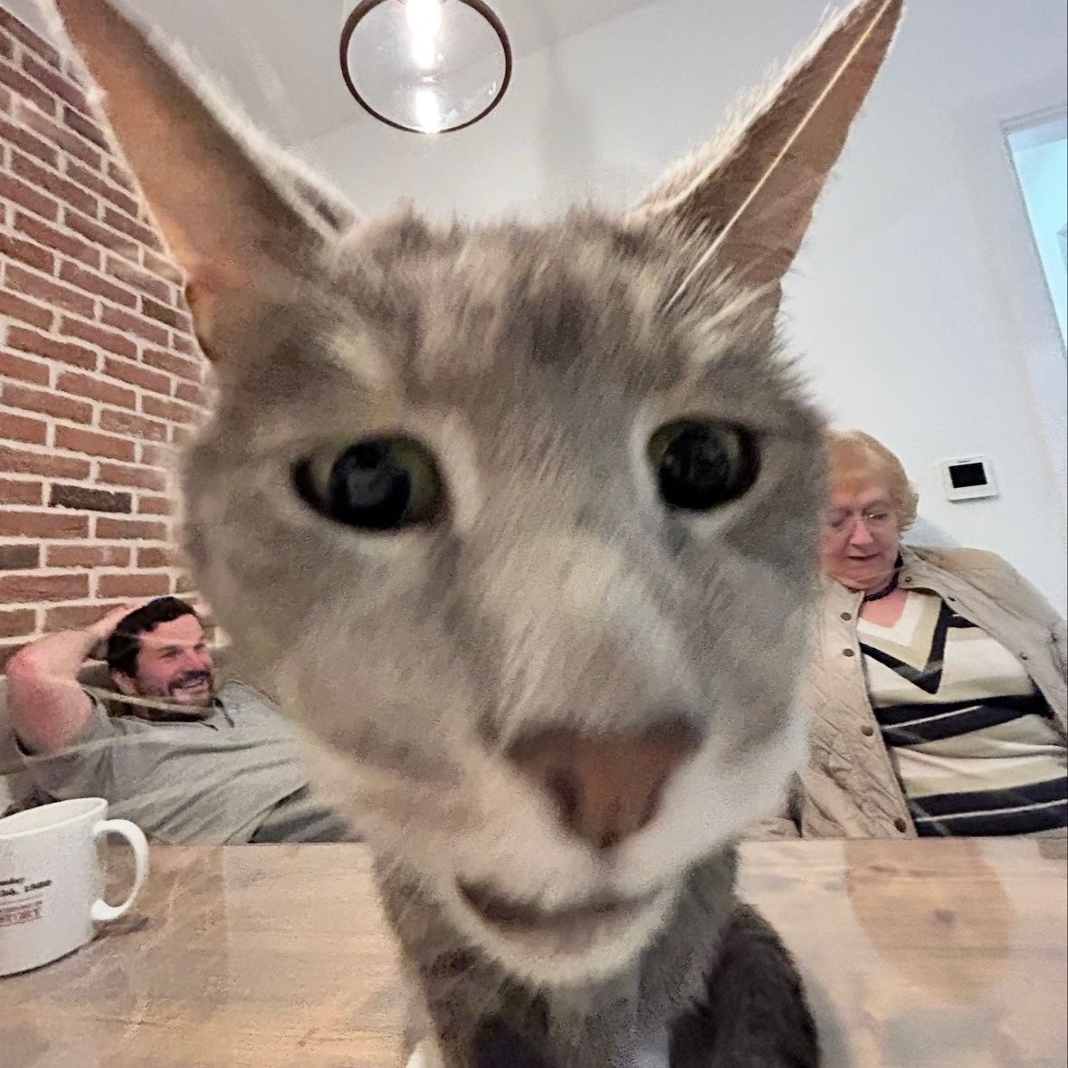 Kitty