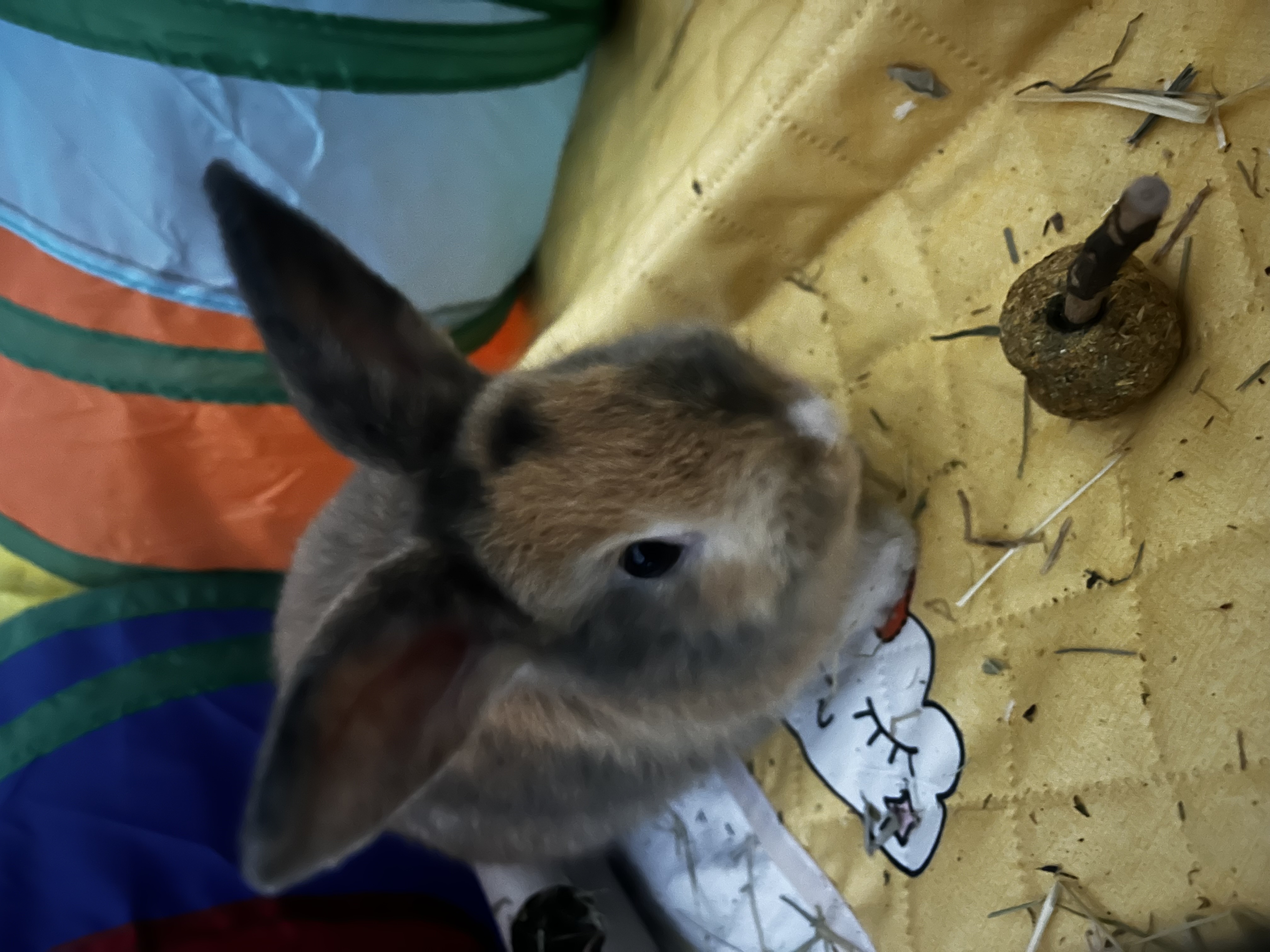 image-11