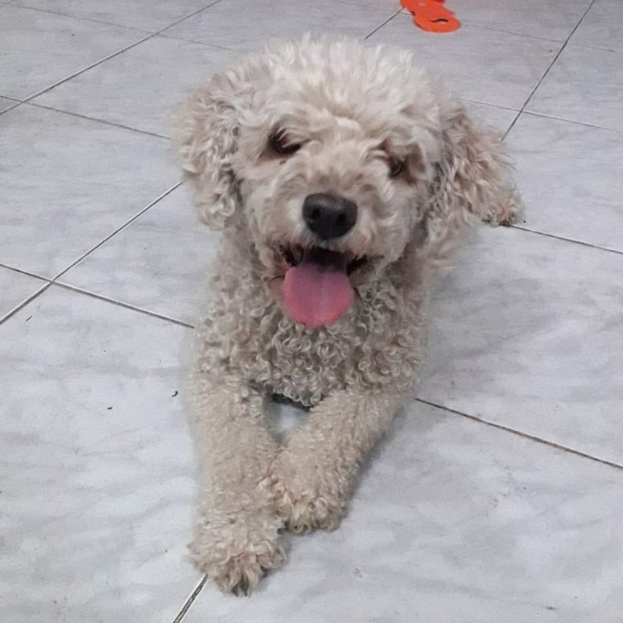 Brisa