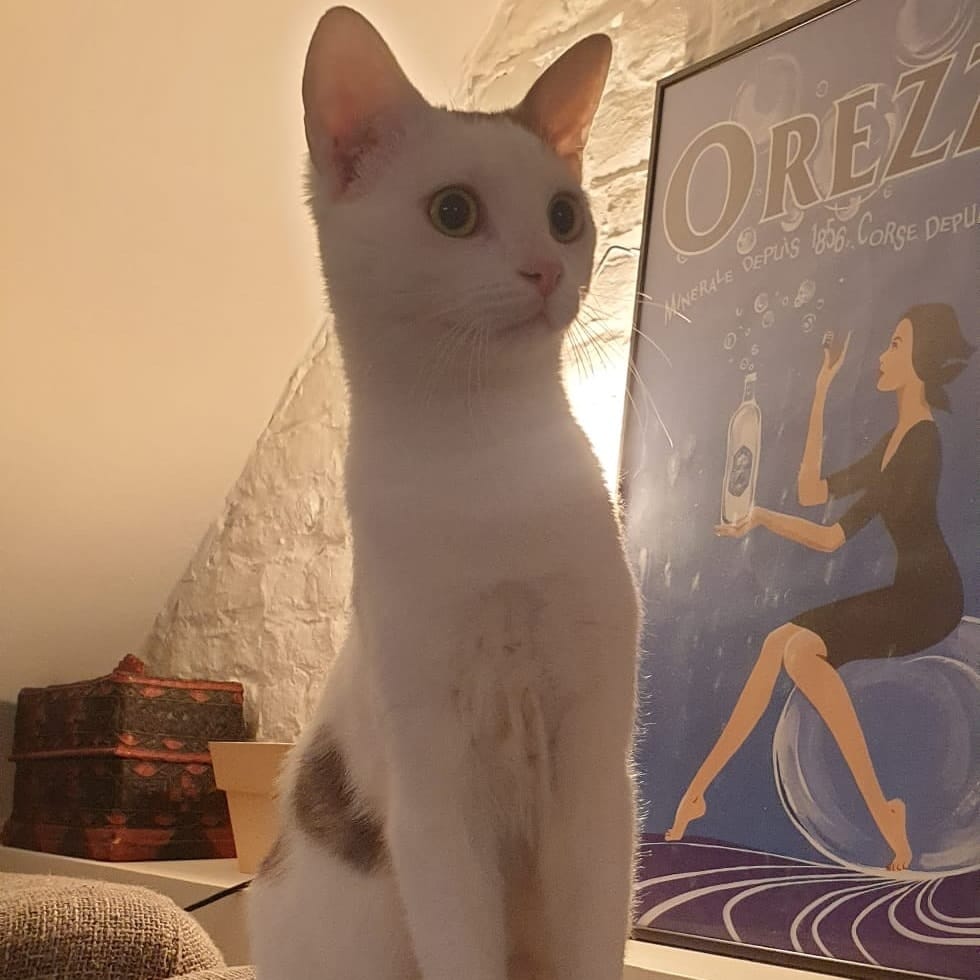 Bartok