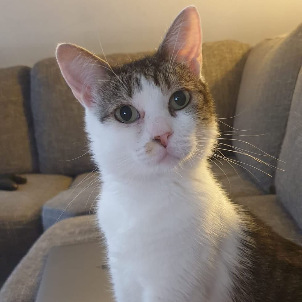 Bibi