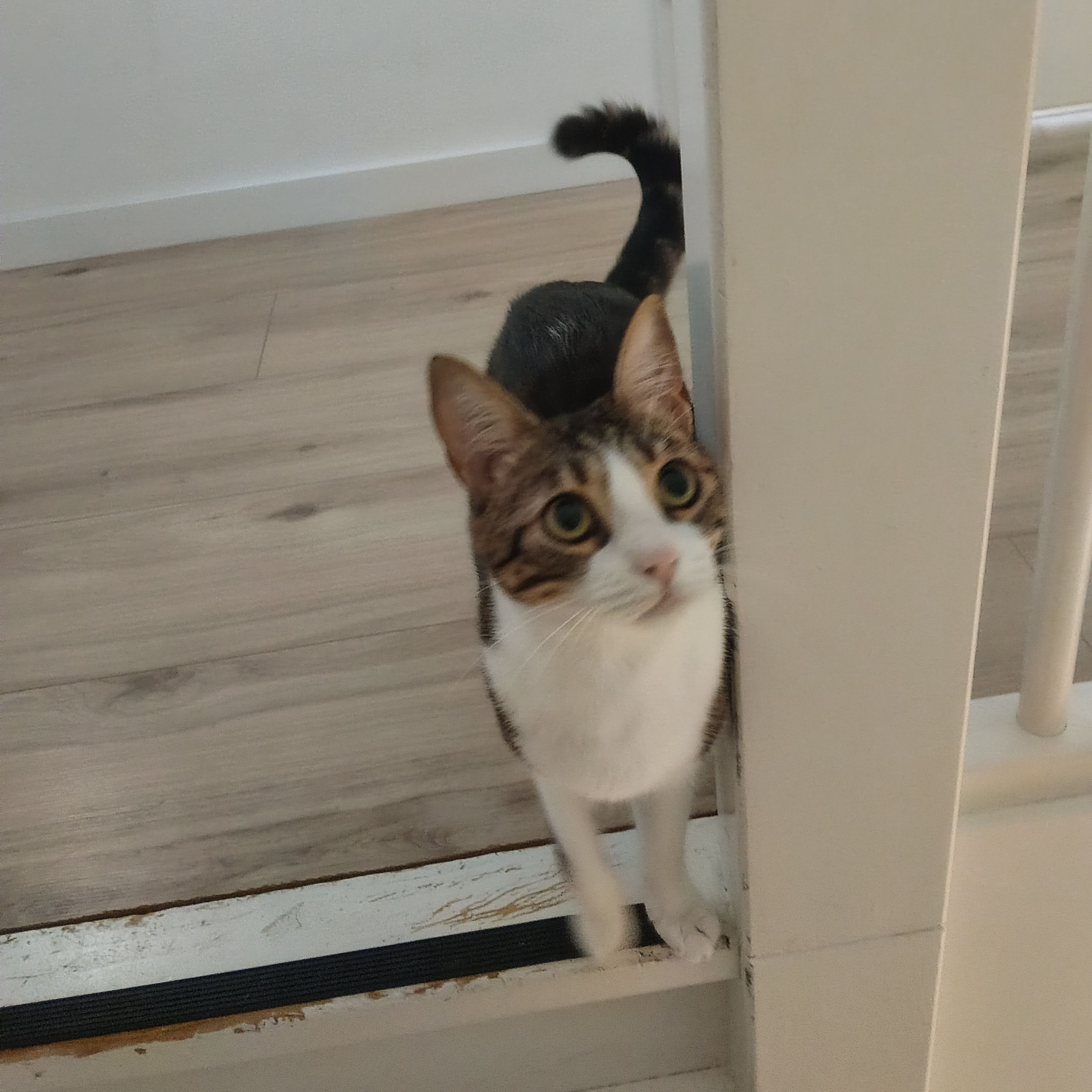 Odette