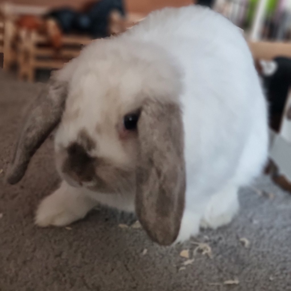 Clover