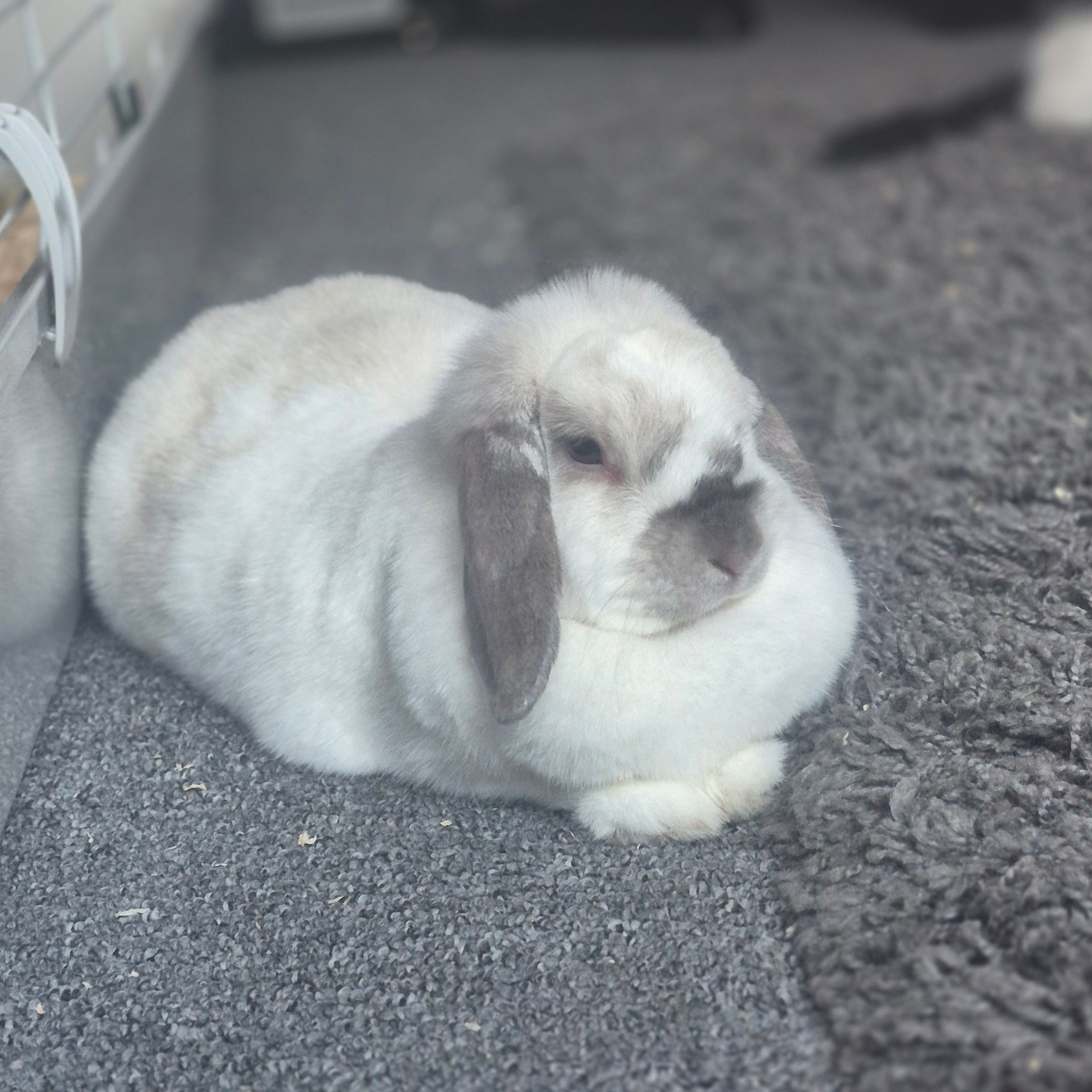 Clover