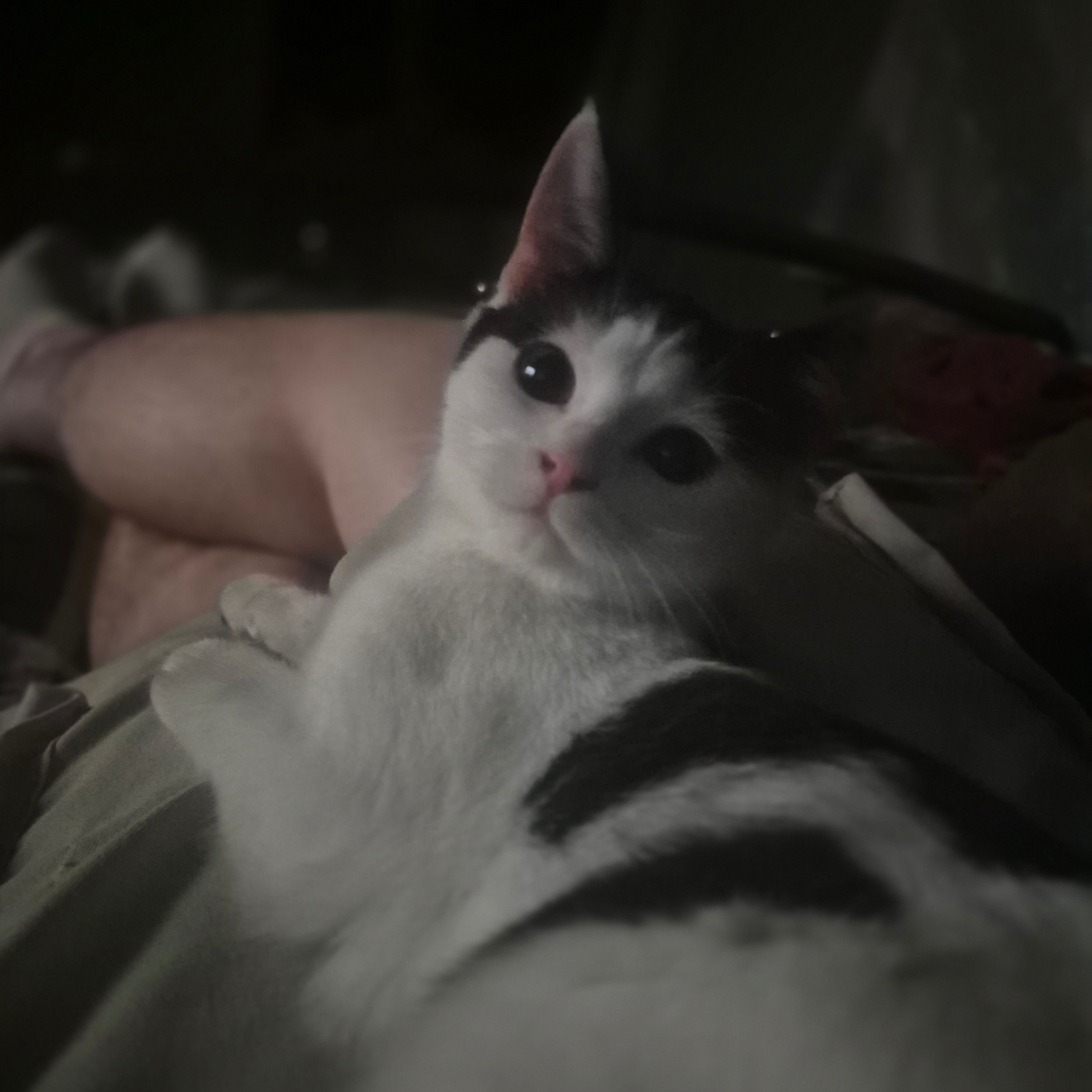 Missy Moo
