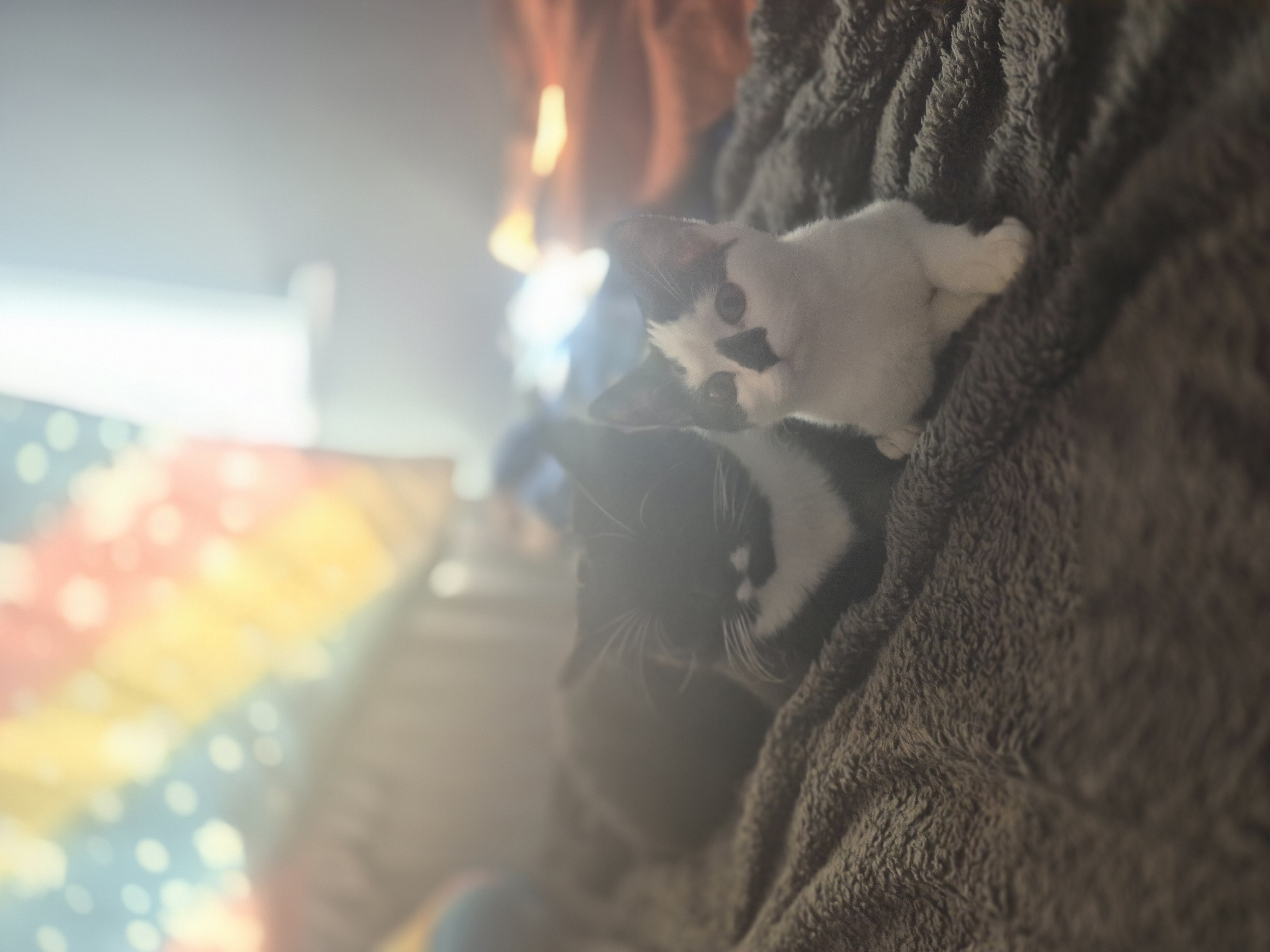 image-7
