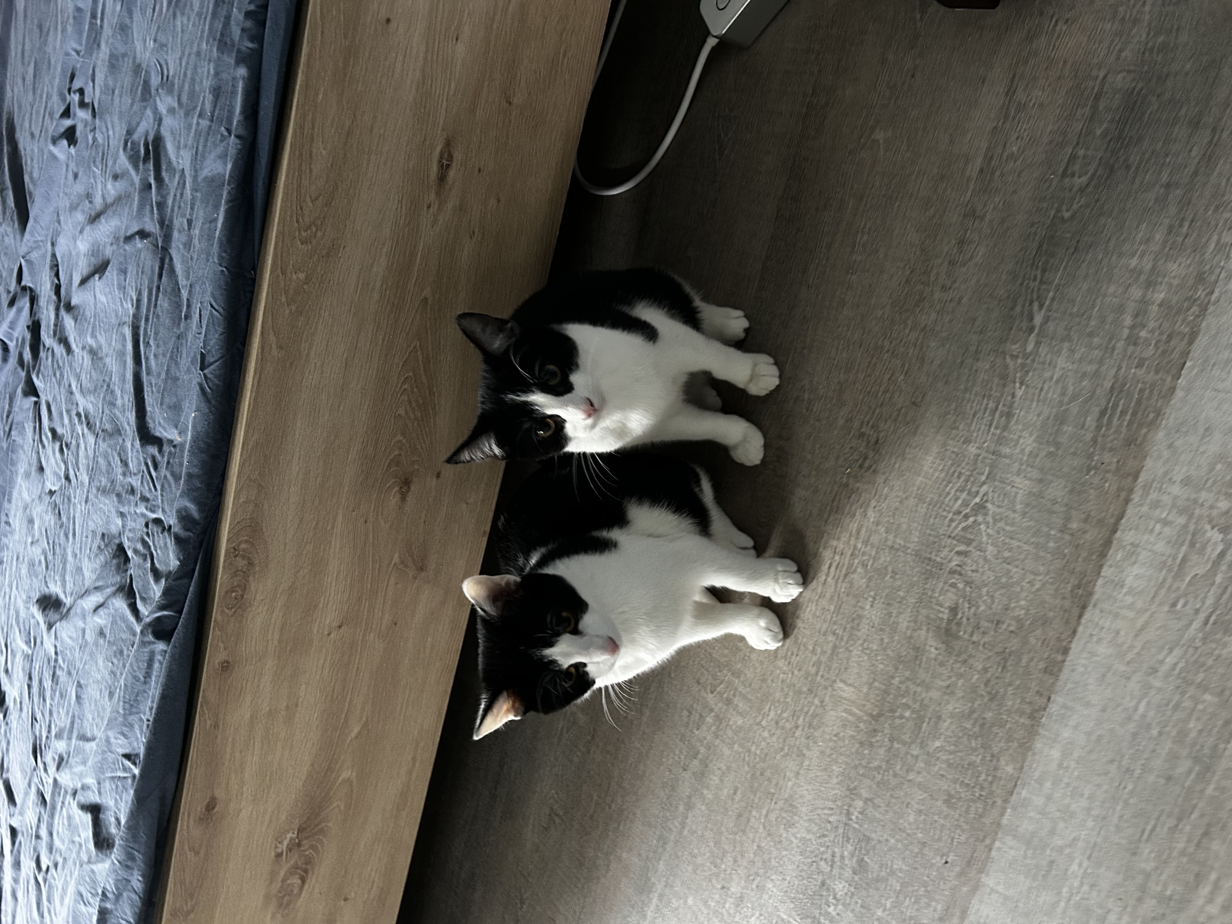 image-7
