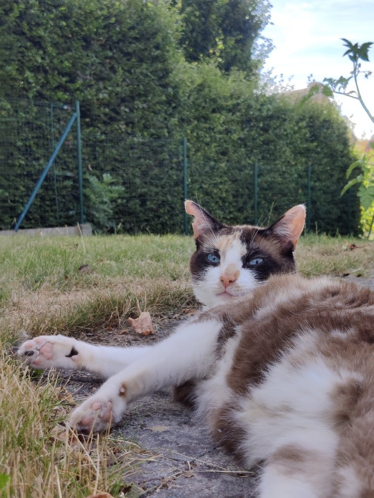 Phoebe