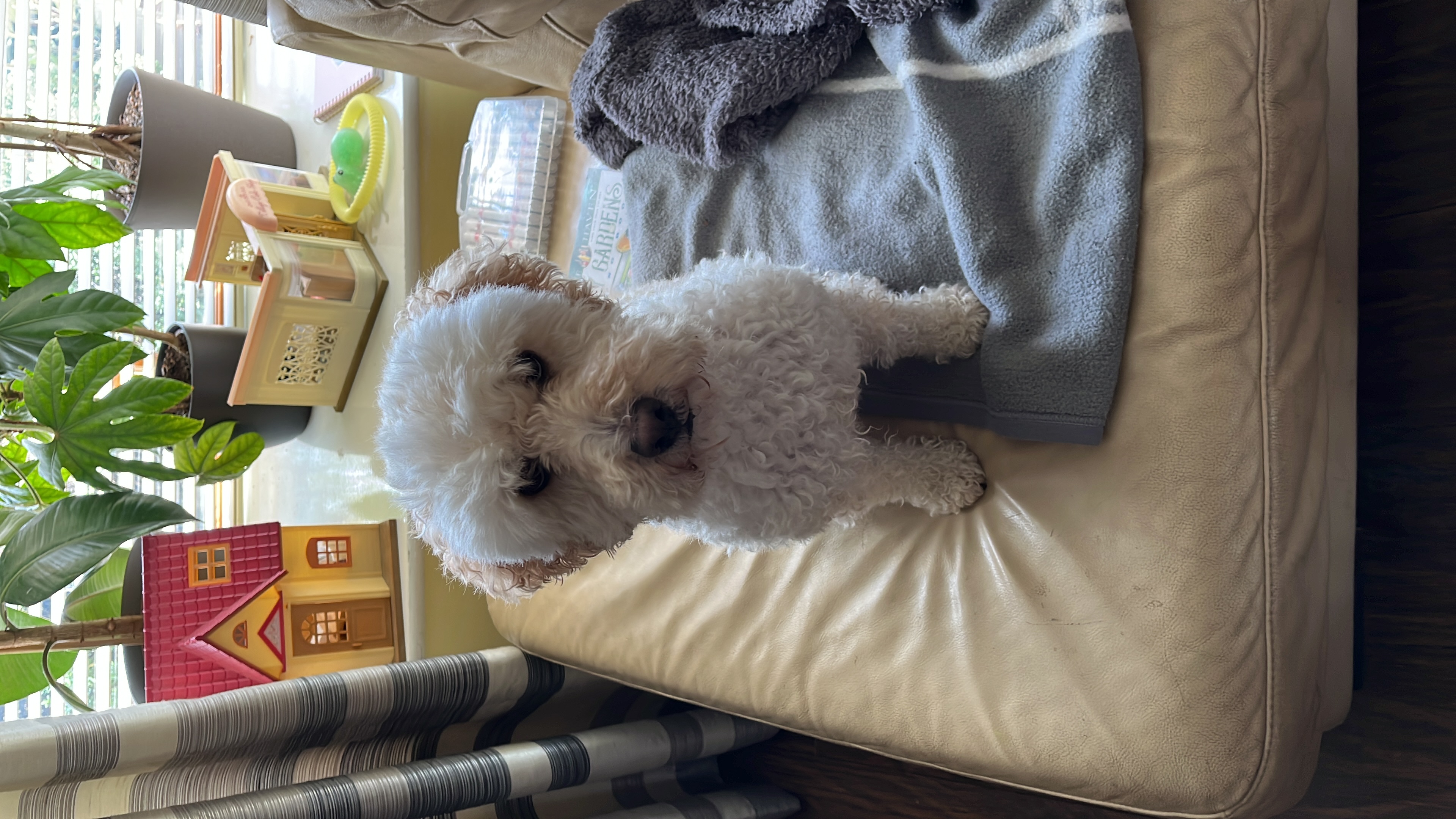 image-6