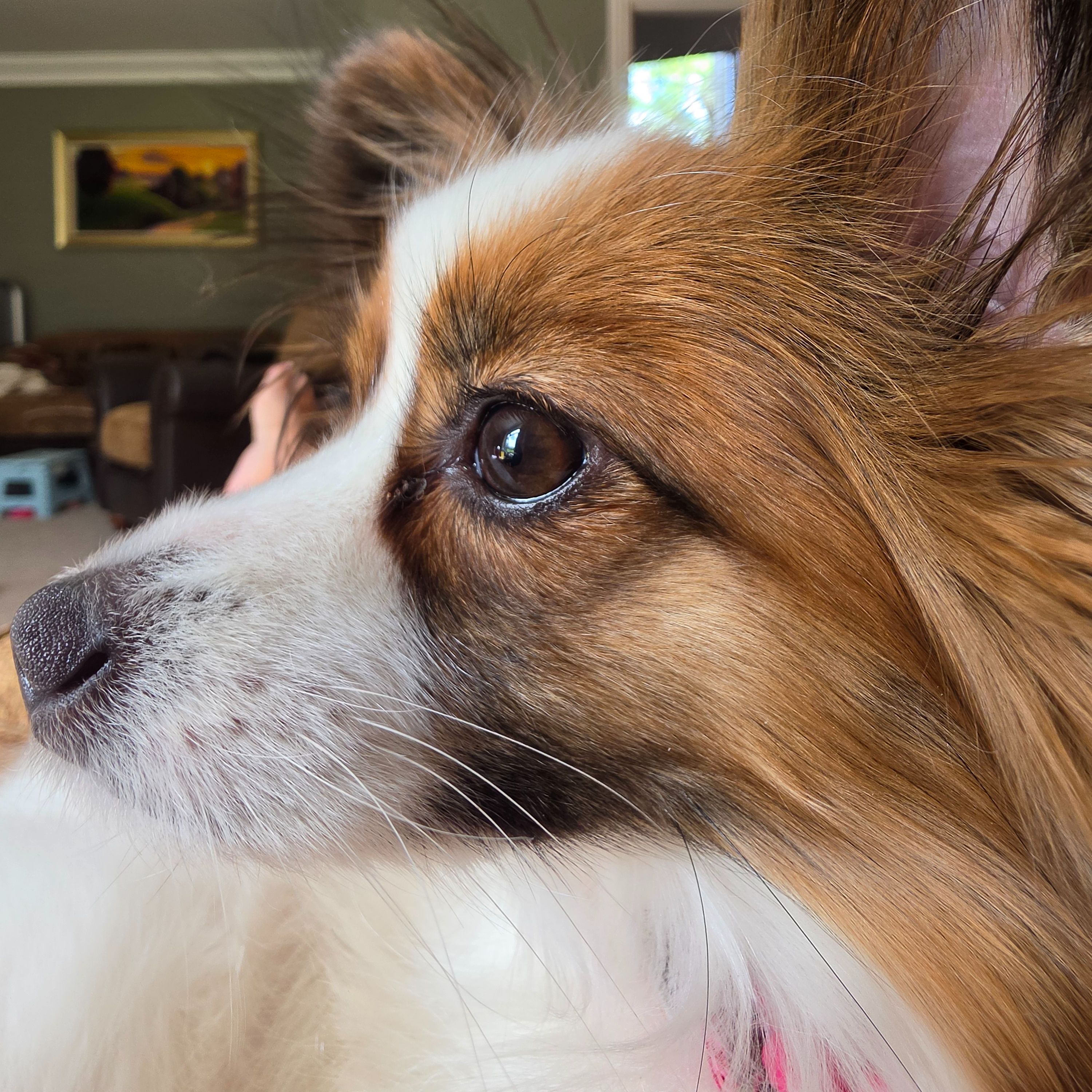 Bella