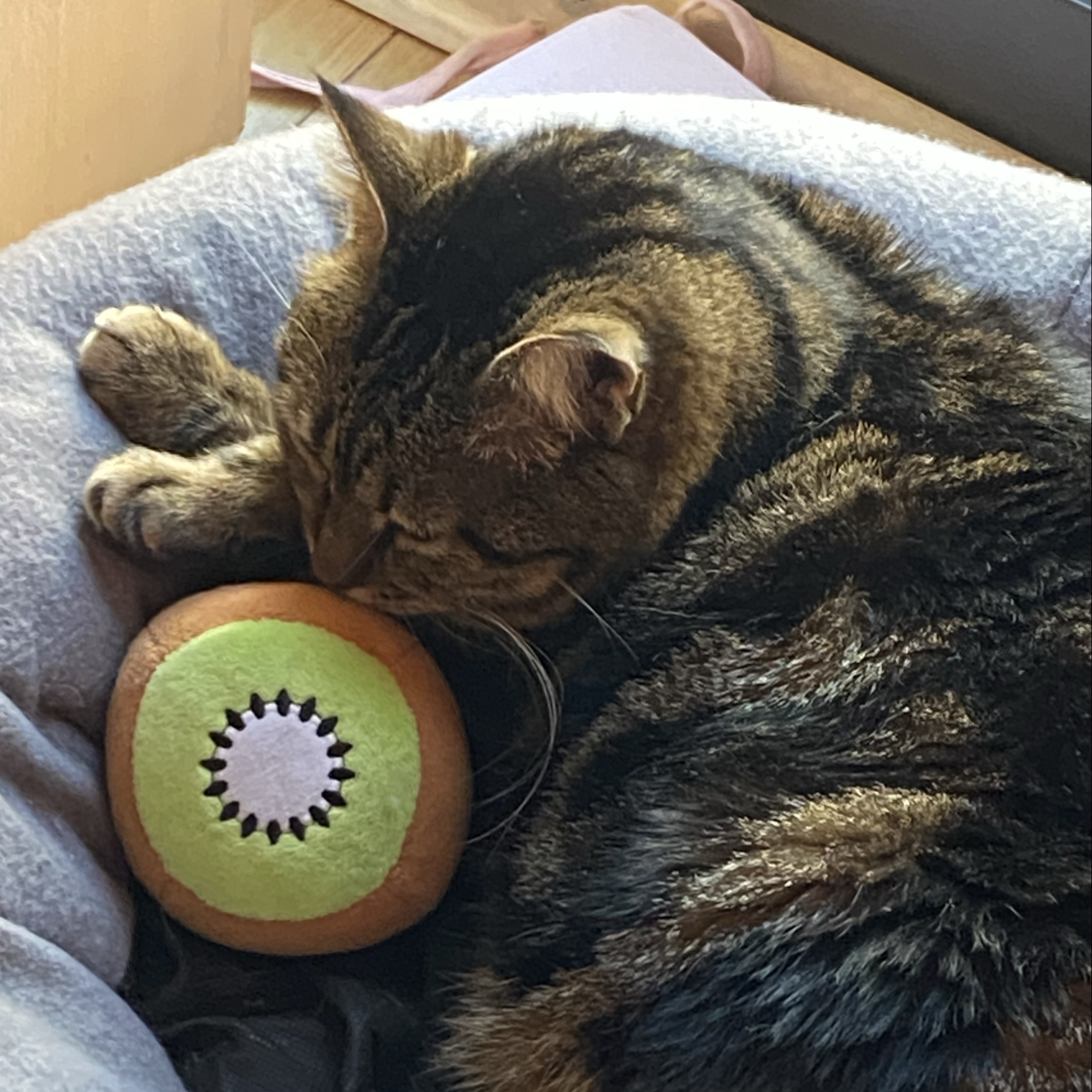 Kiwi 🥝